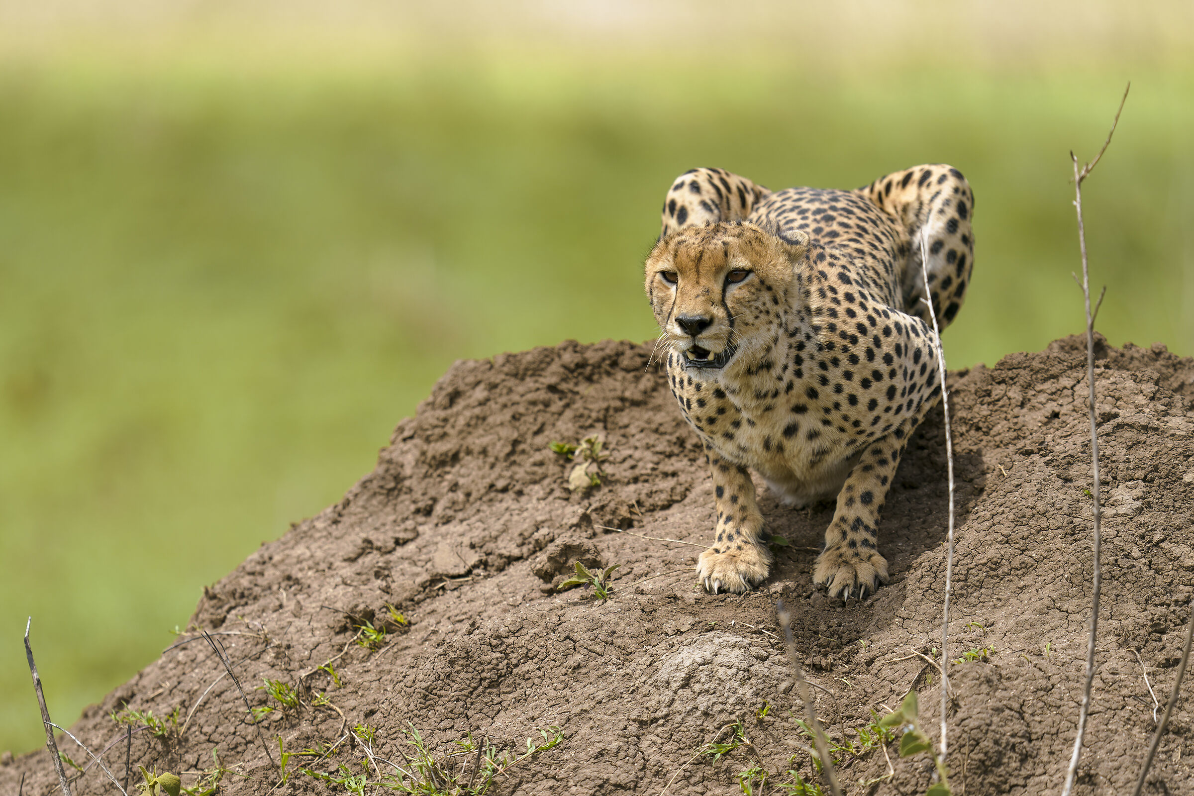 Cheetah, Serengeti.