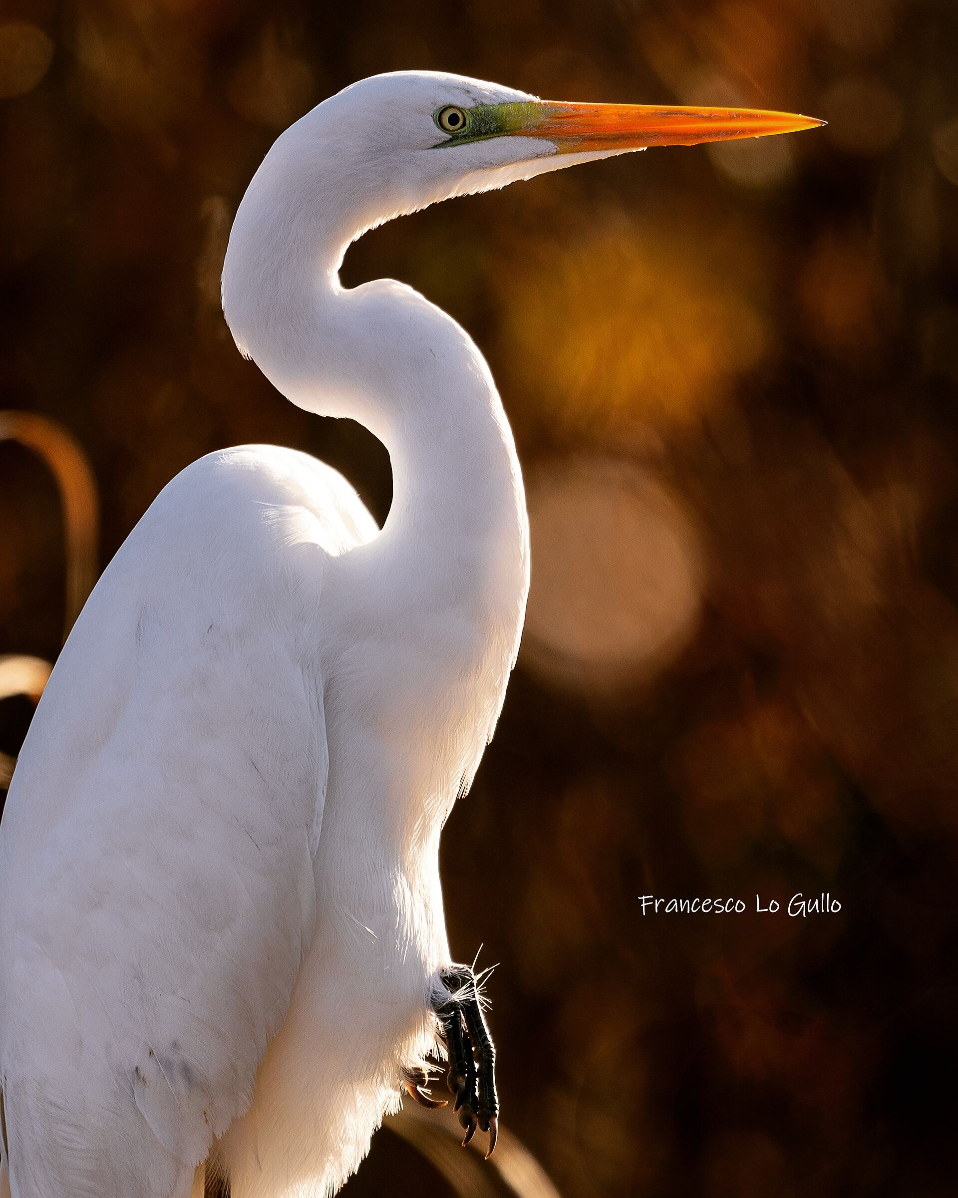 Airone bianco maggiore