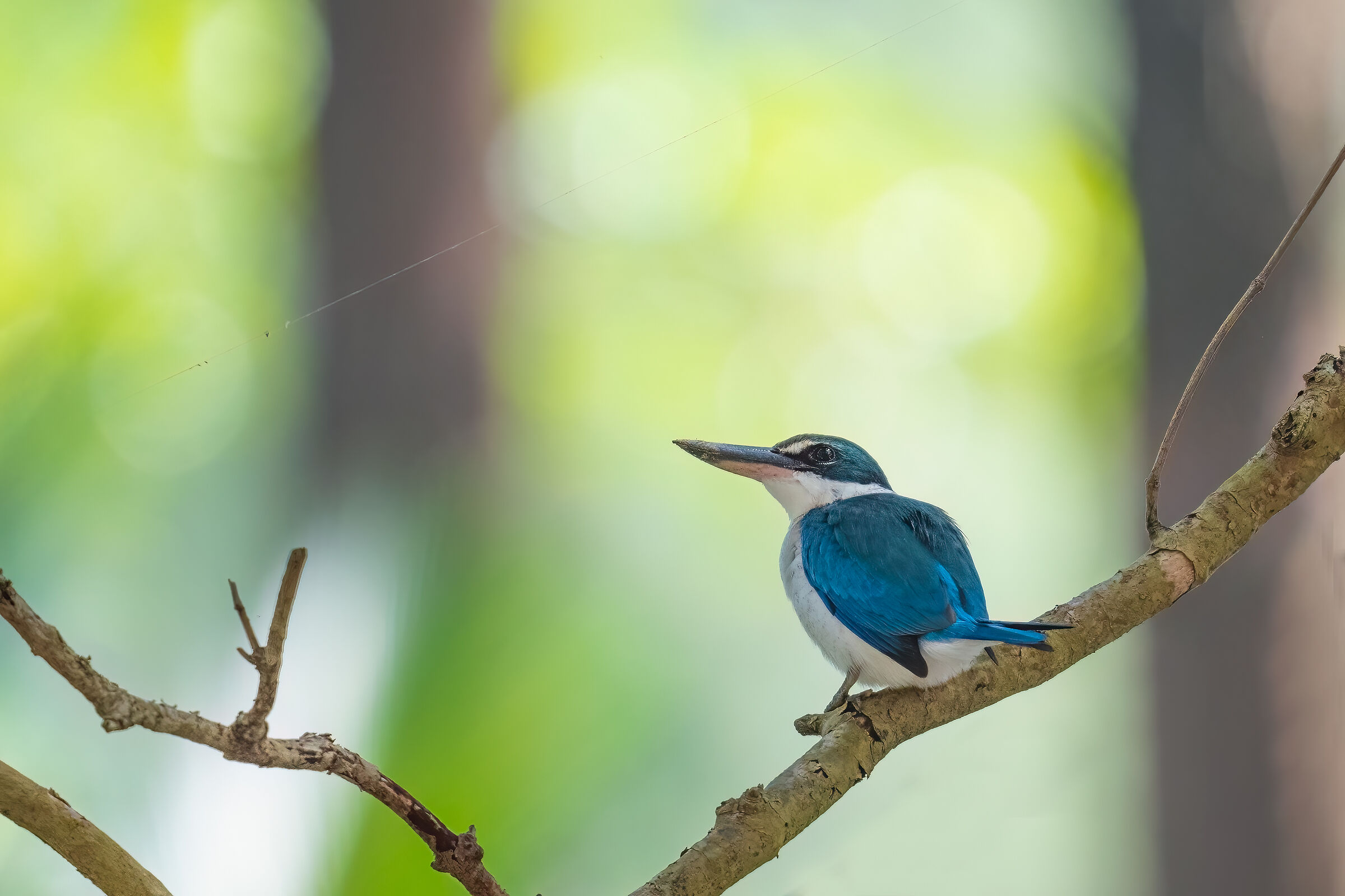 Kingfisher with collar