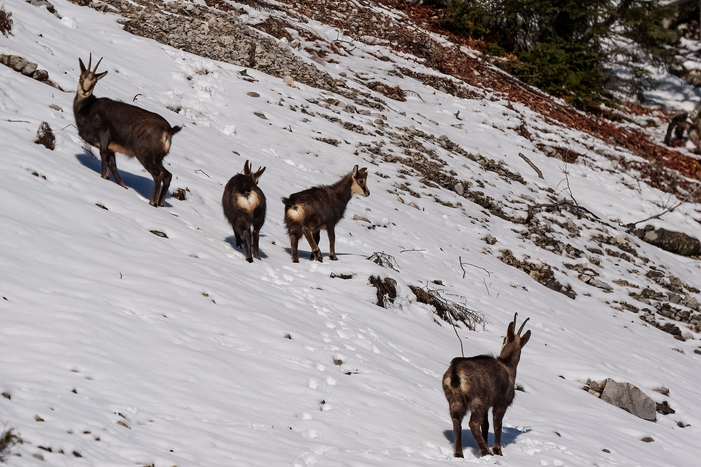 Camosci nella neve gennaio 2023