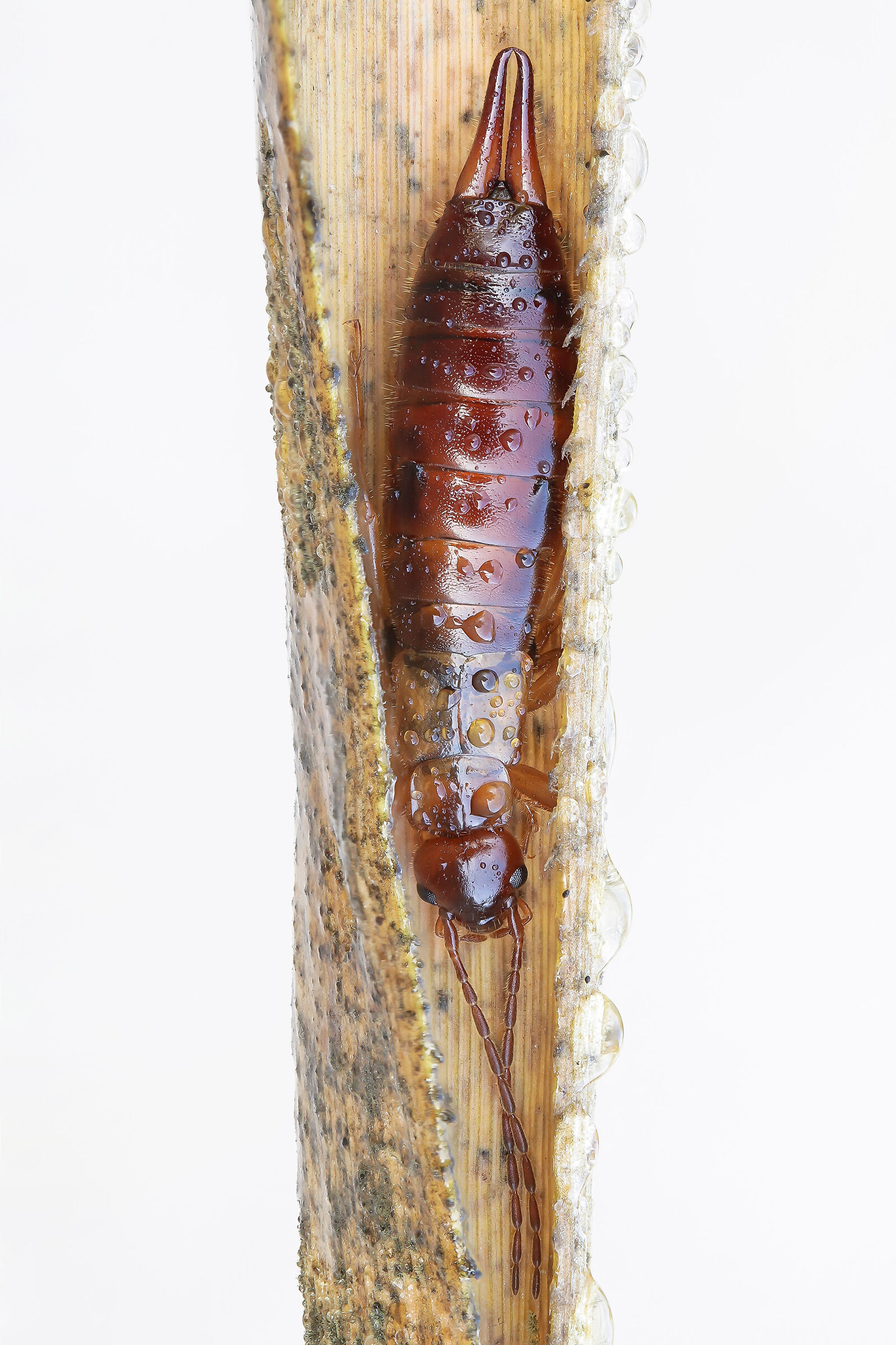 Forficula auricularia