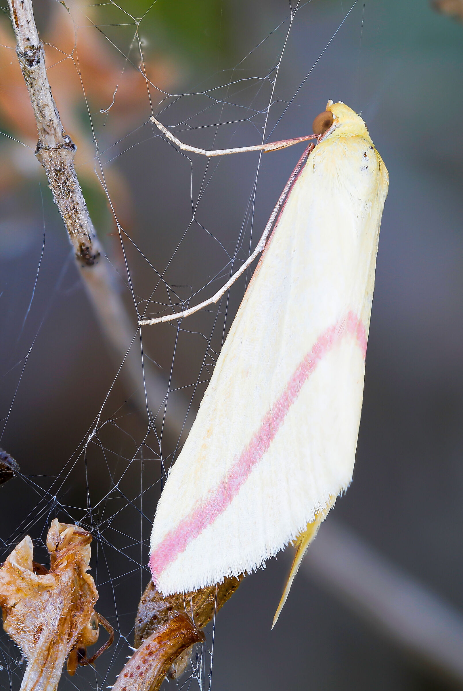 Rhodometra sacraria male