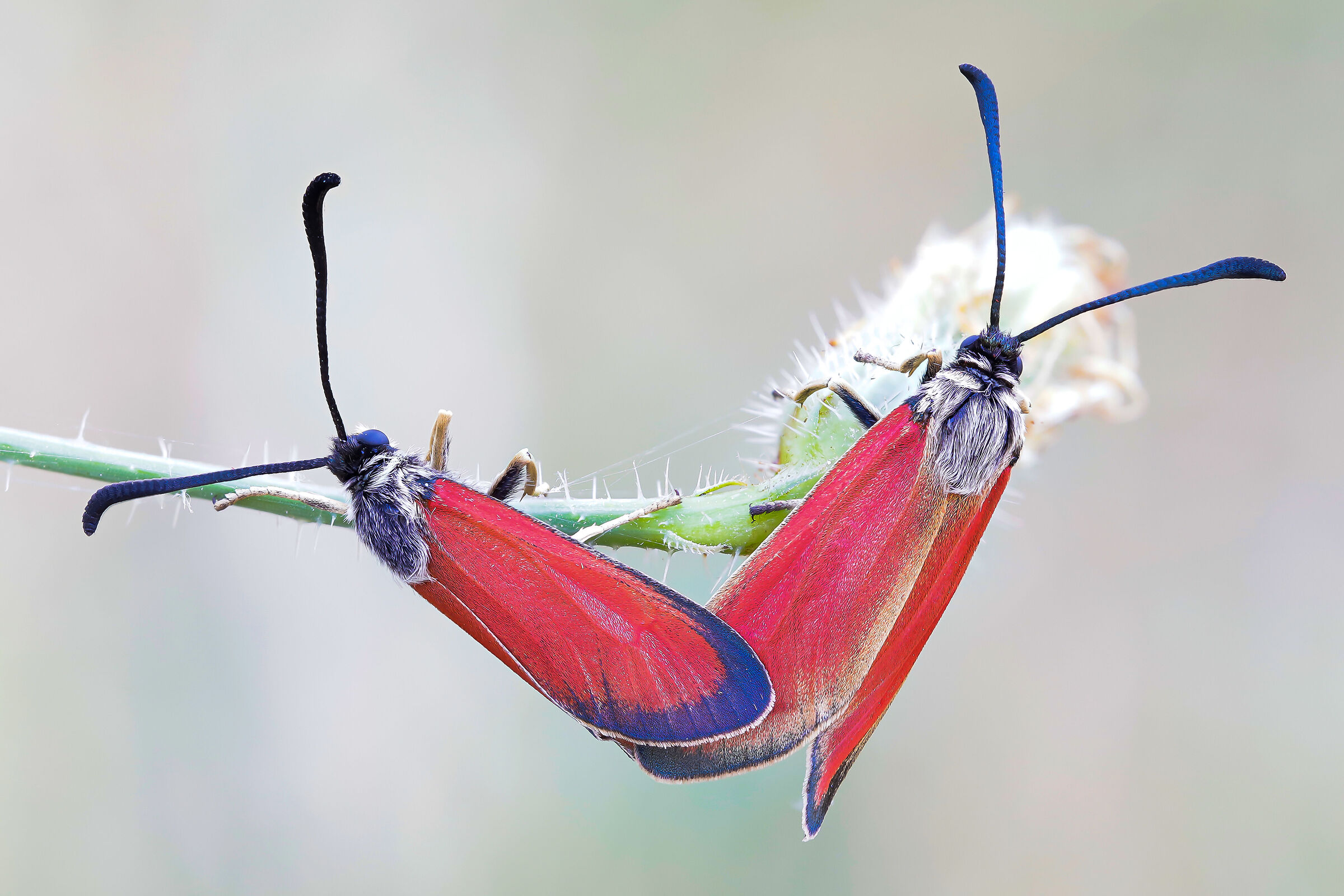 Zygaena (Mesembrynus) rubicundus