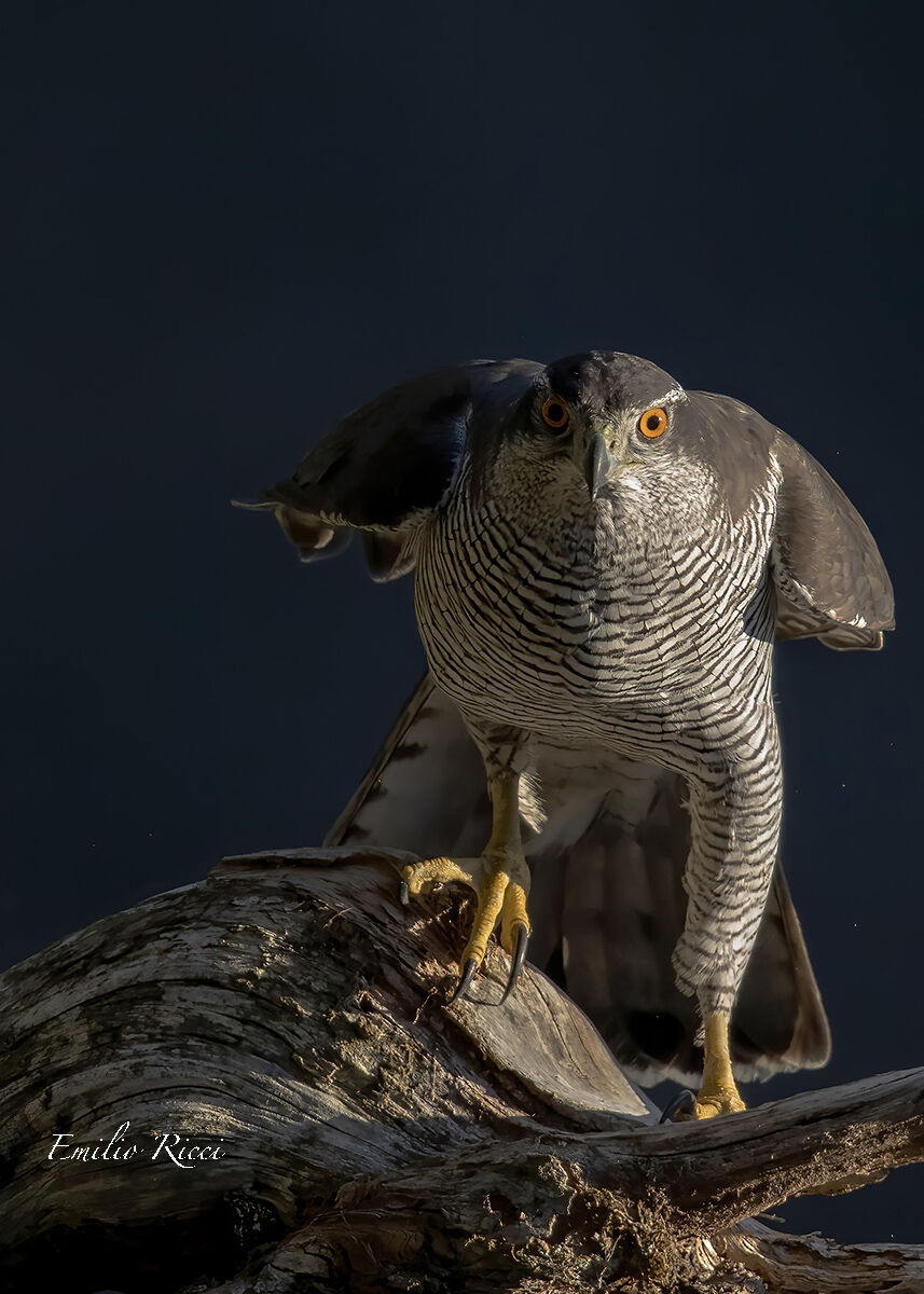 Goshawk