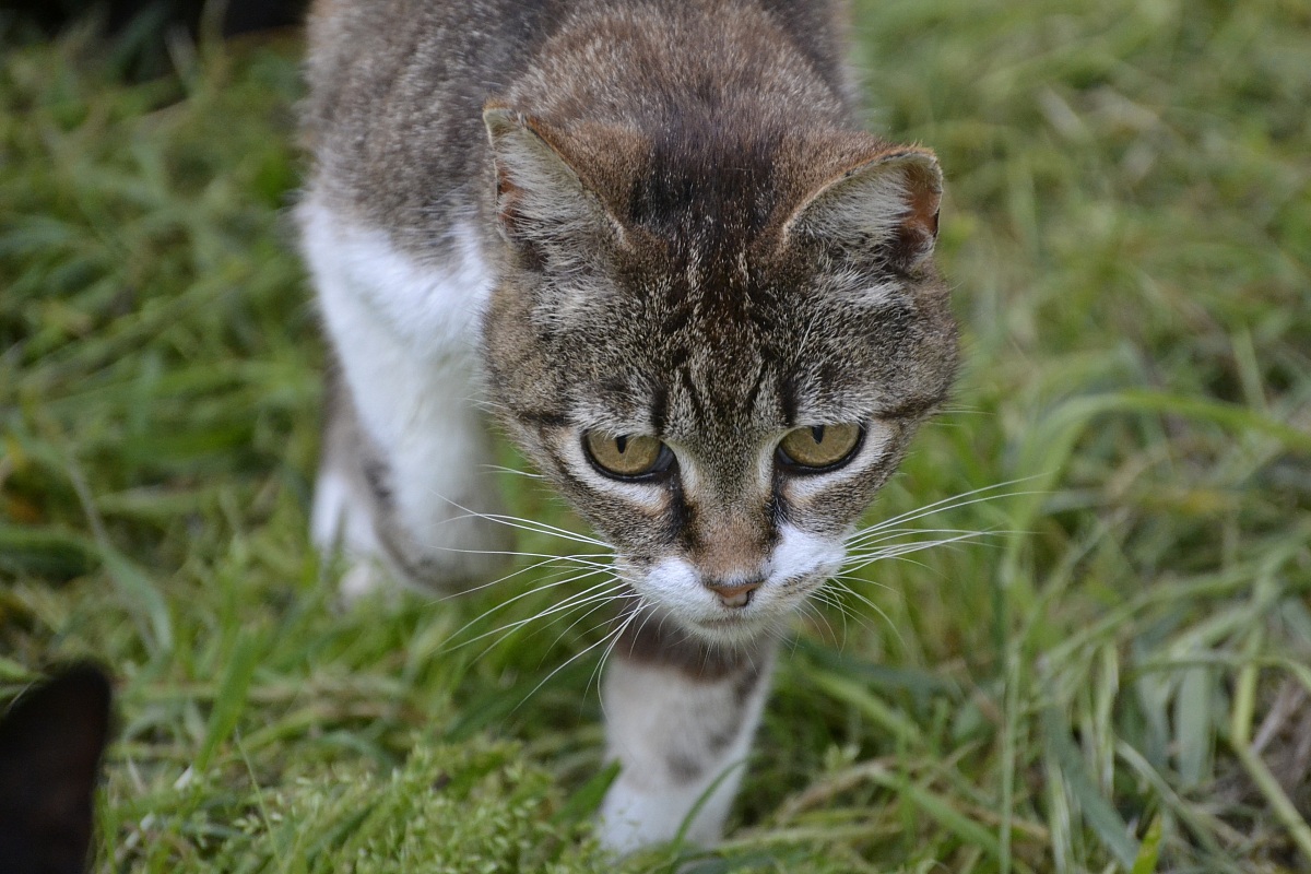 it's off to the hunt