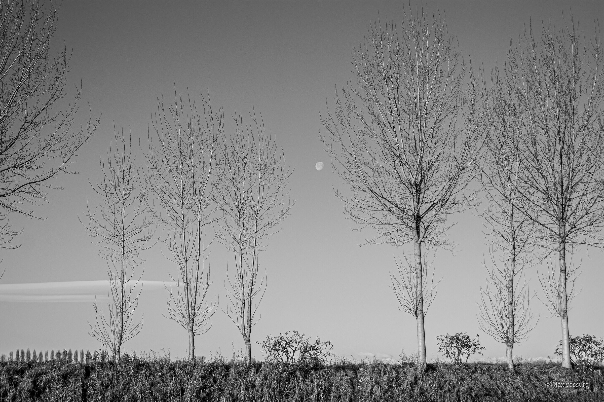 Pioppi e luna