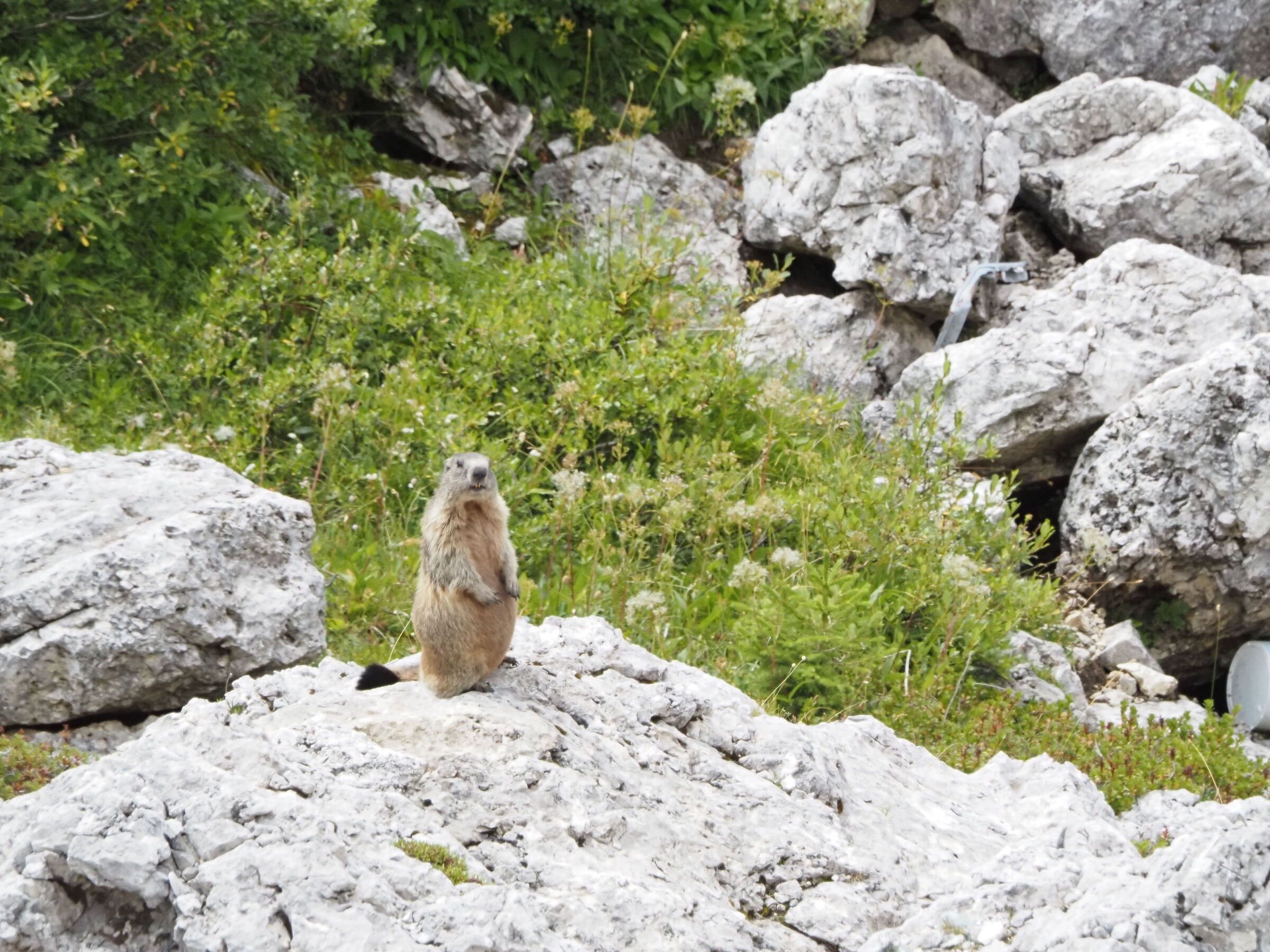 La marmotta