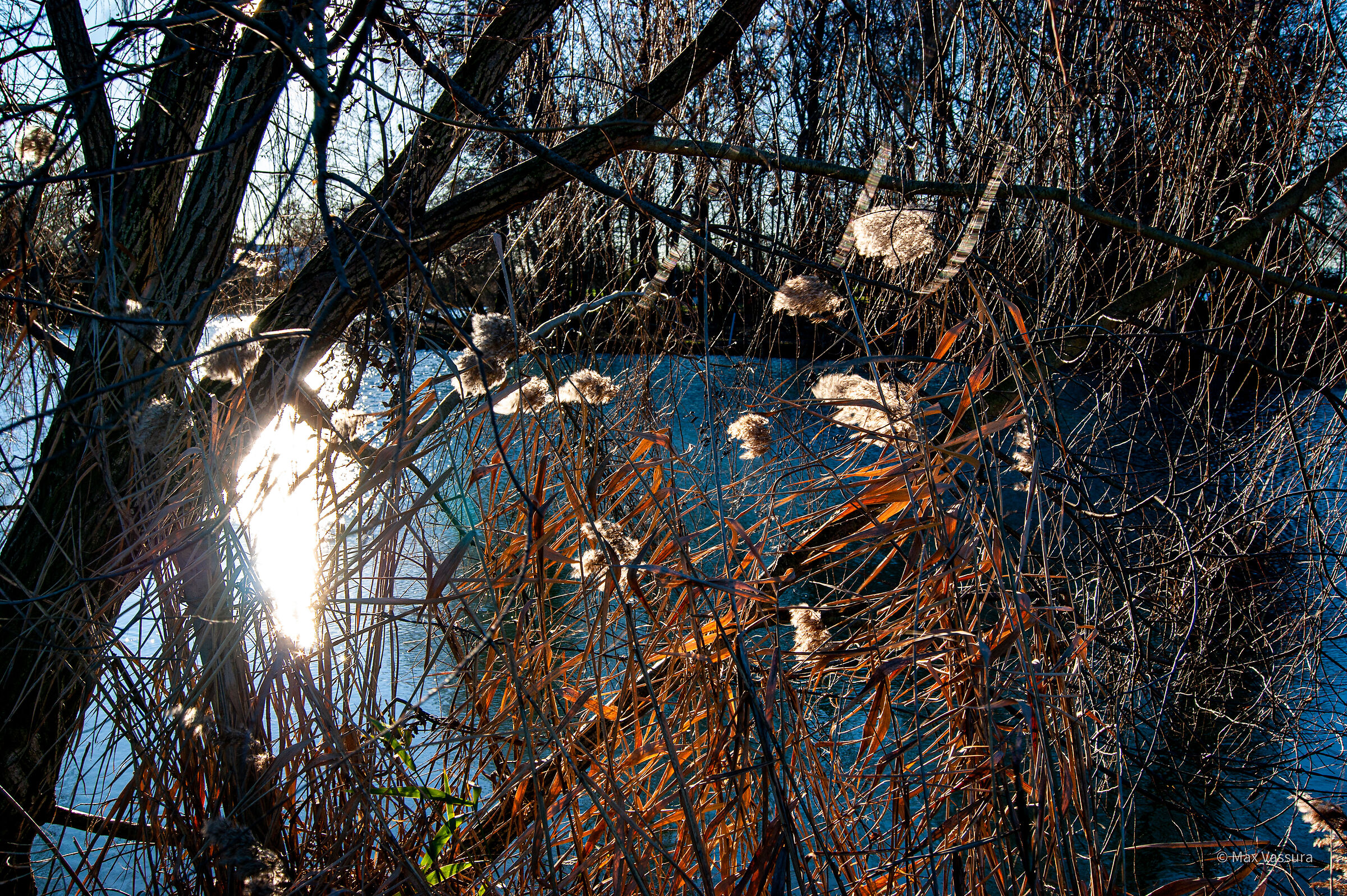 Controluce nel vento