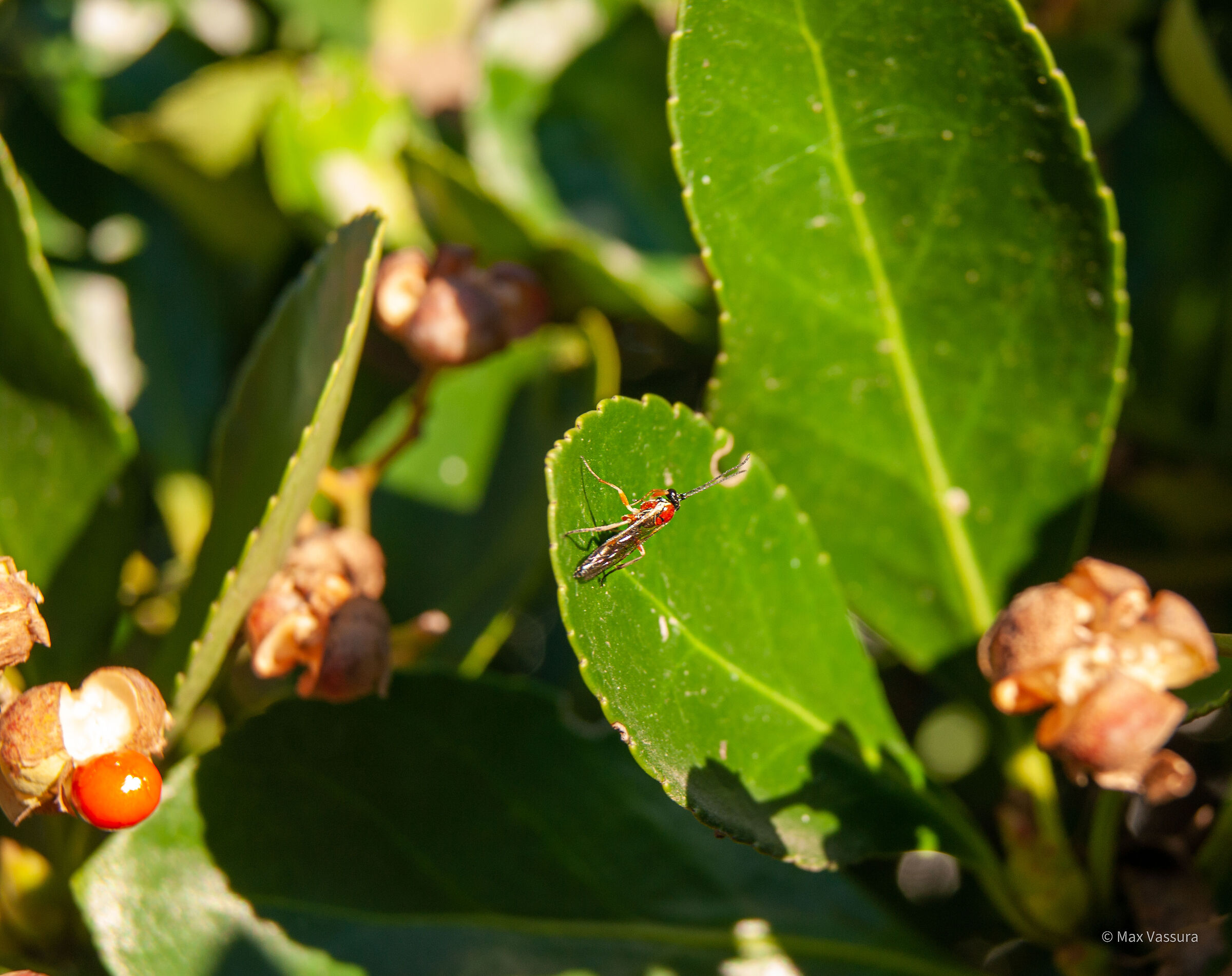 Prove di macro con obiettivo kit