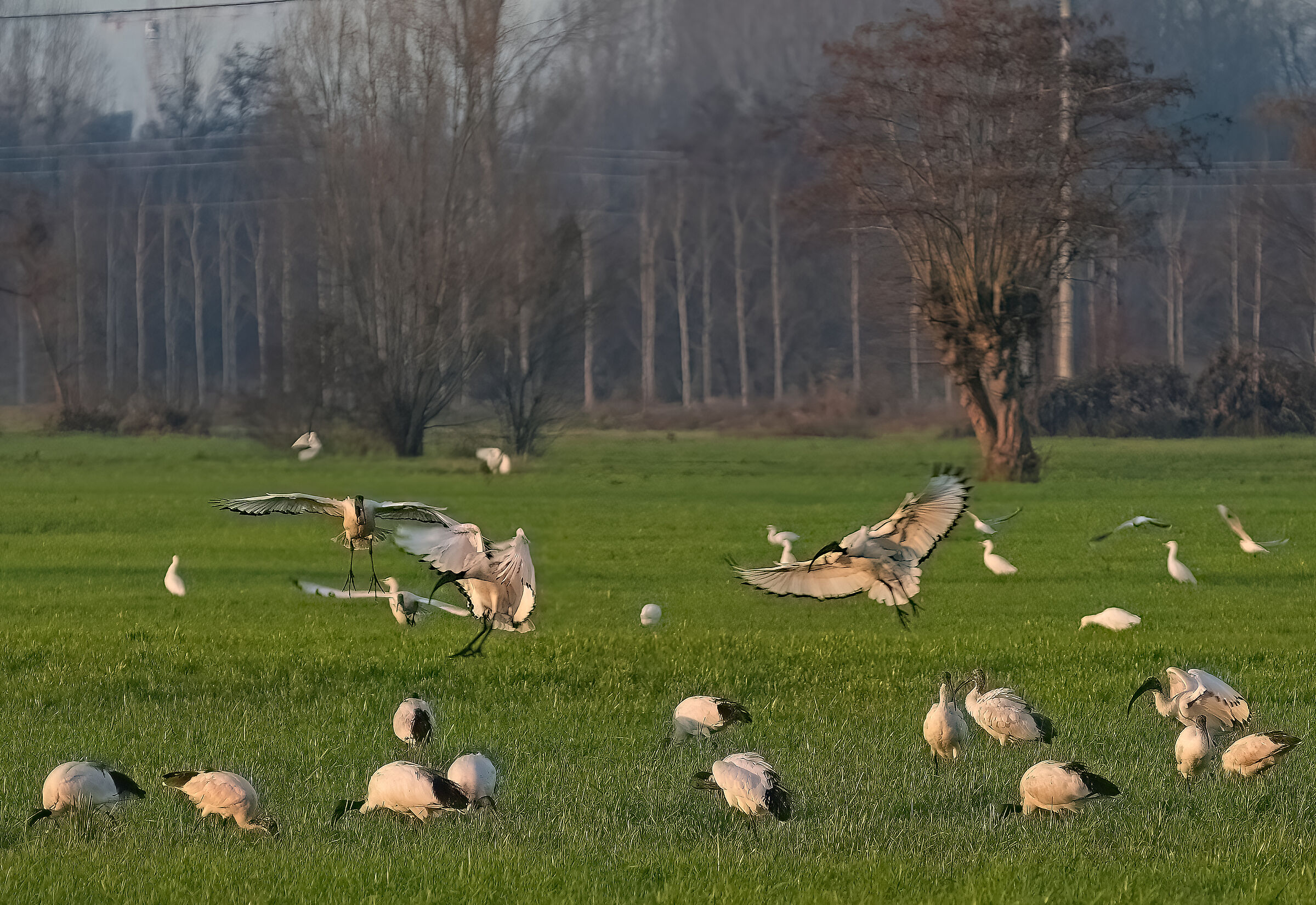 Ibis