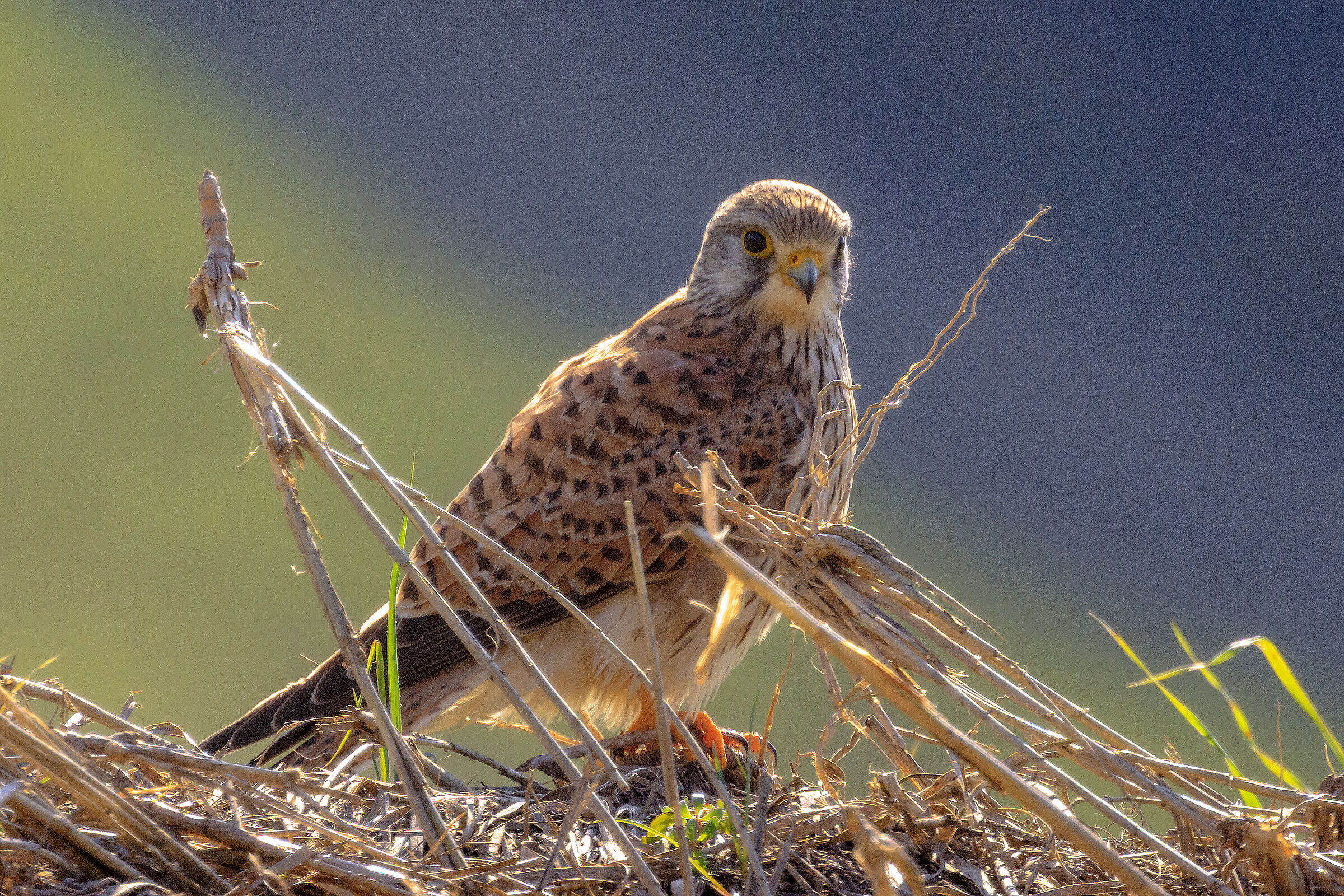 Kestrel.
