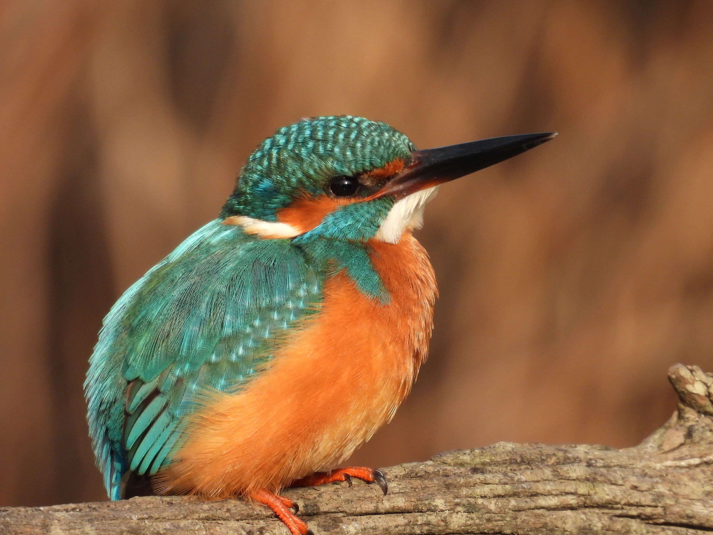 Il martin pescatore maschio