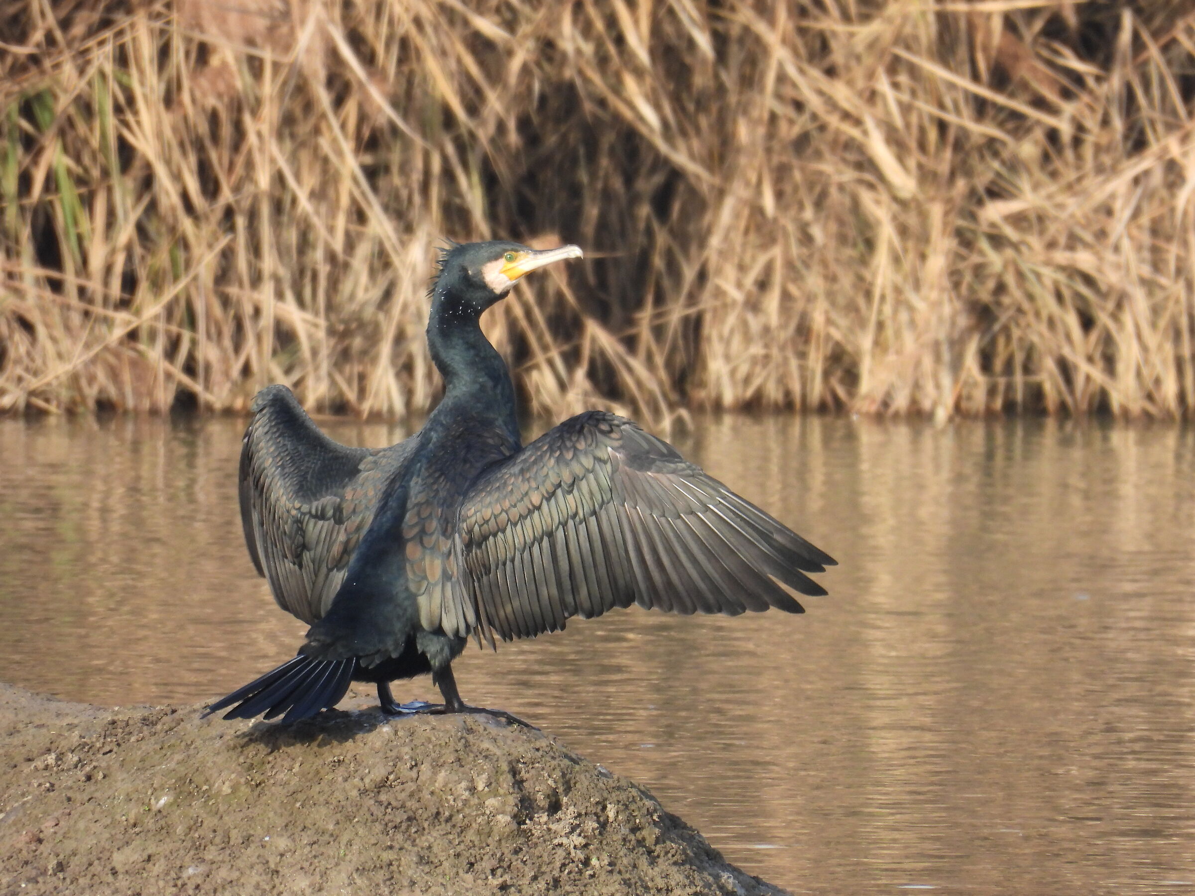 Il cormorano
