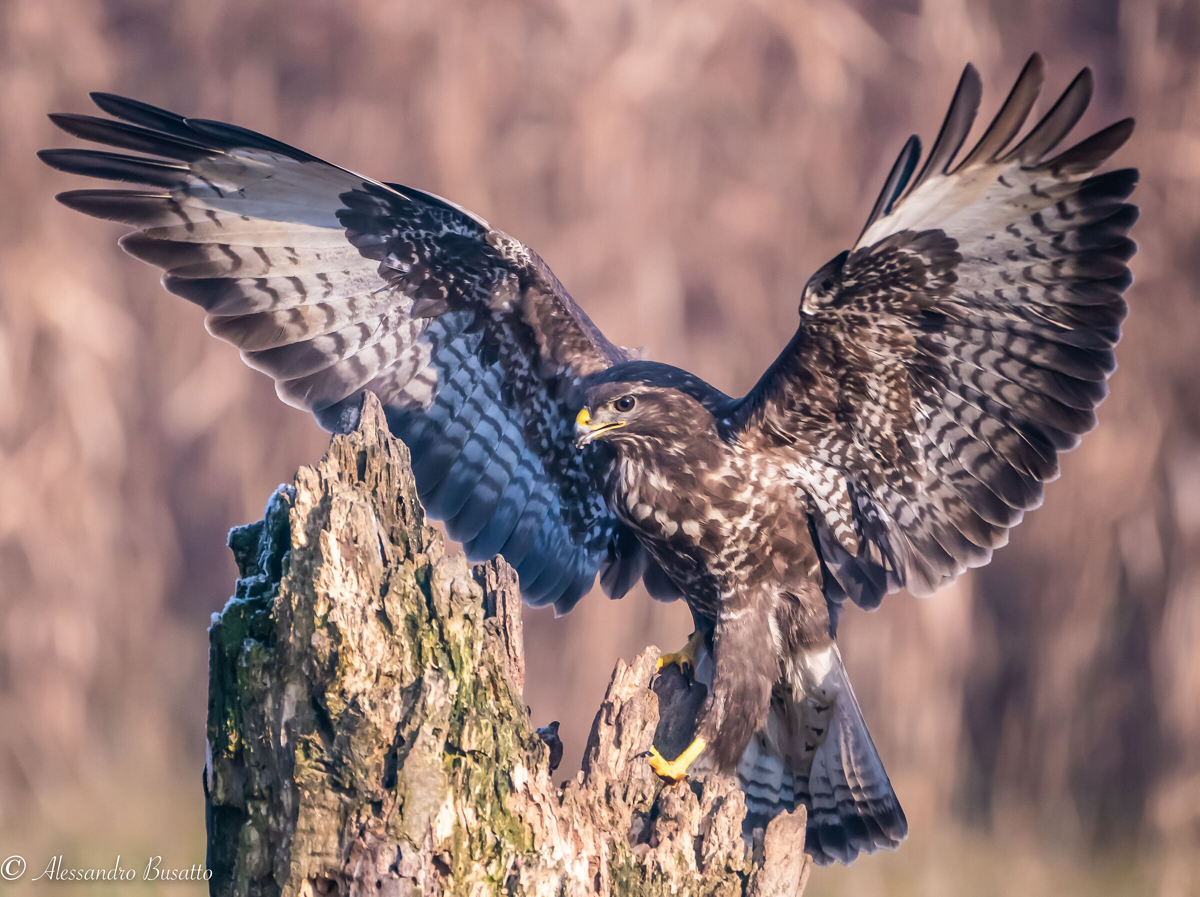 The wingspan of the buzzard