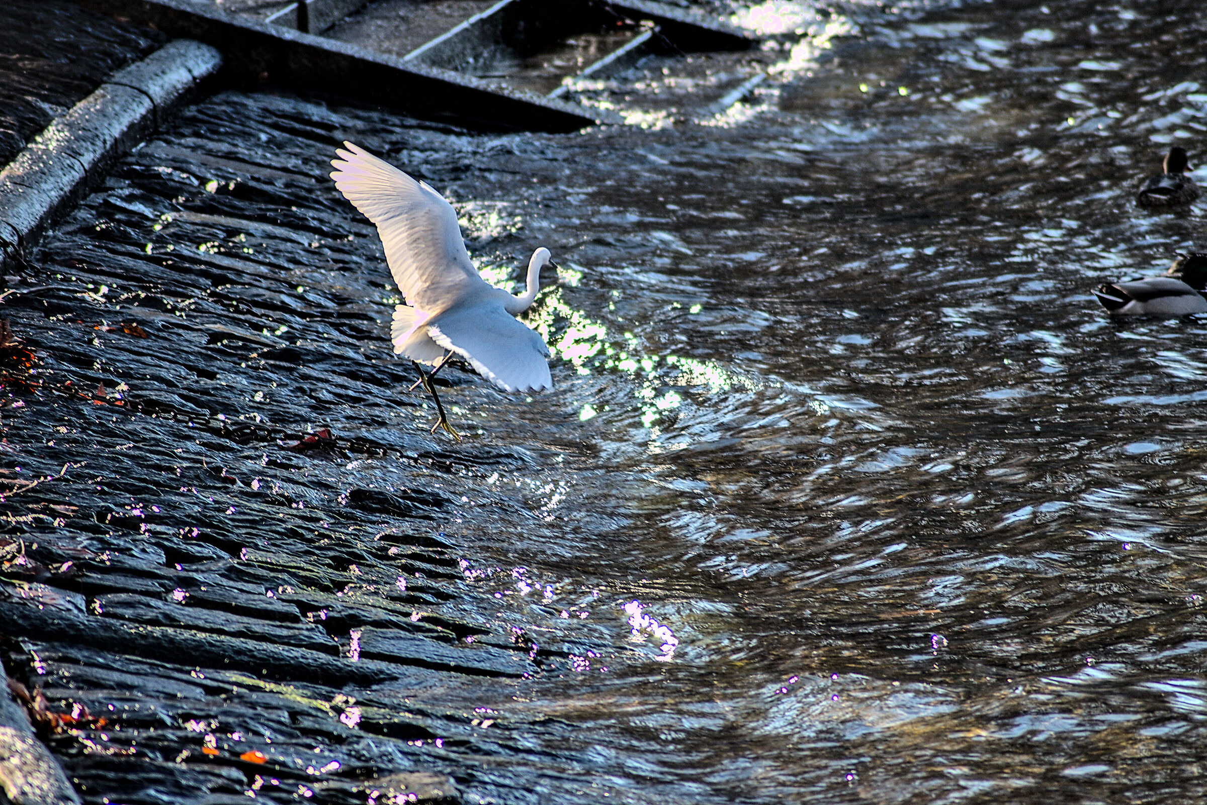 heron