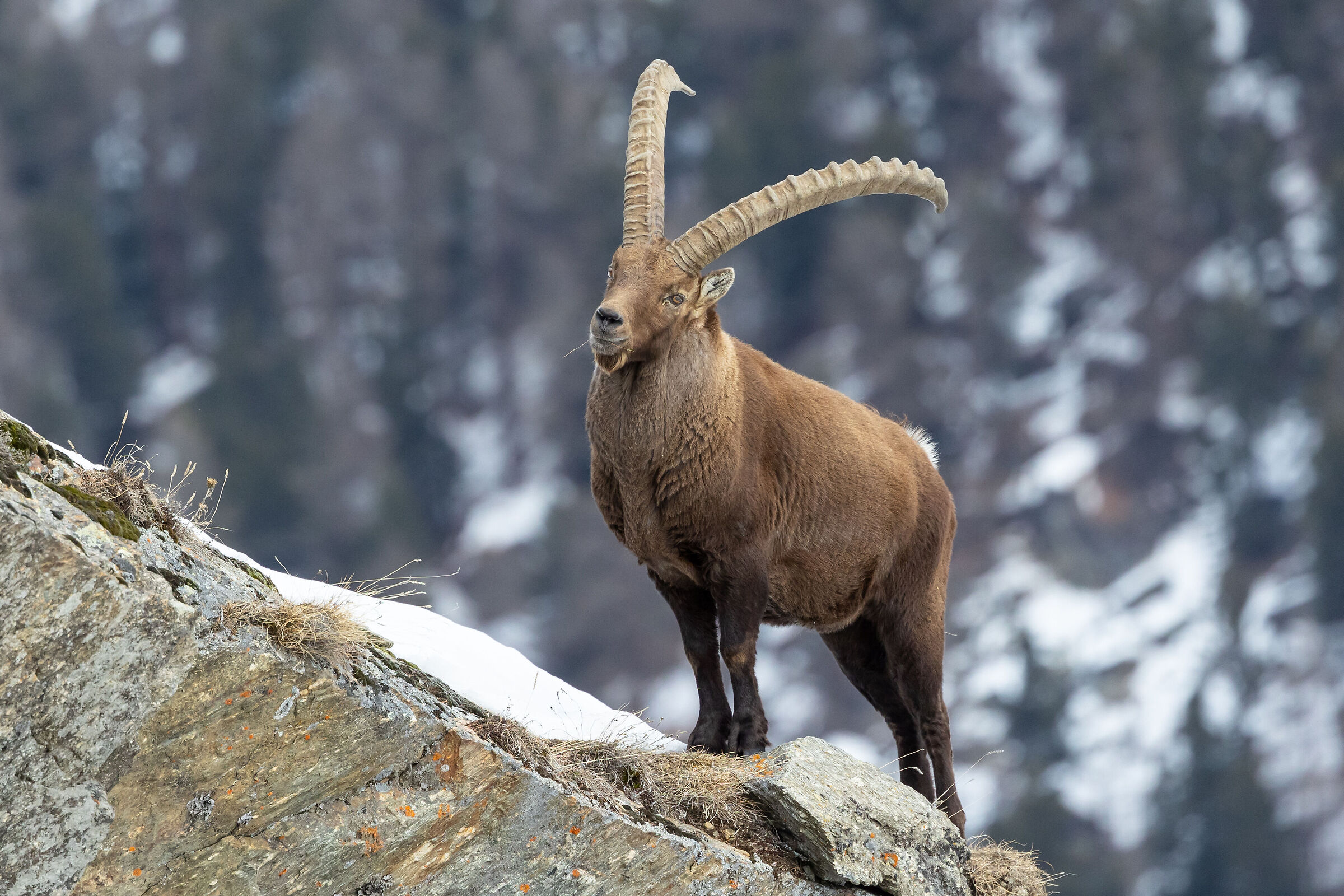 IBEX