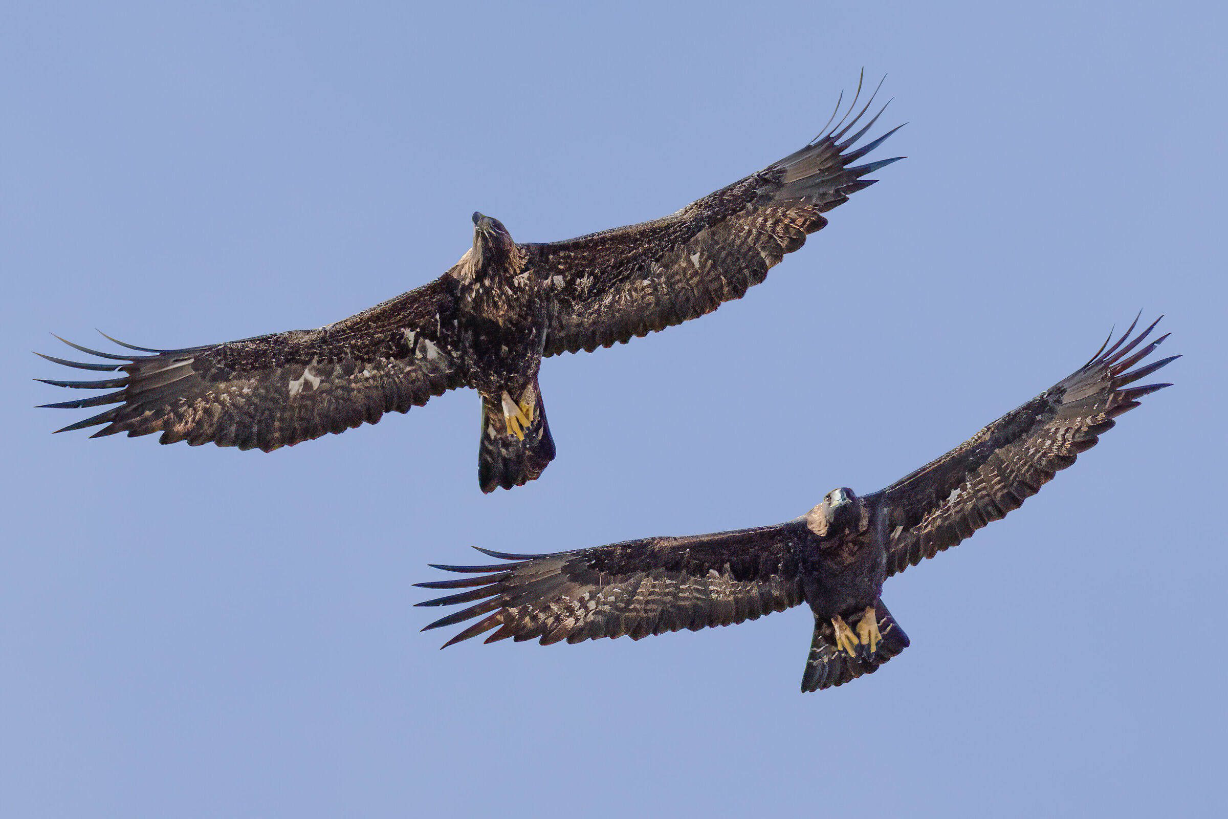 GOLDEN EAGLES
