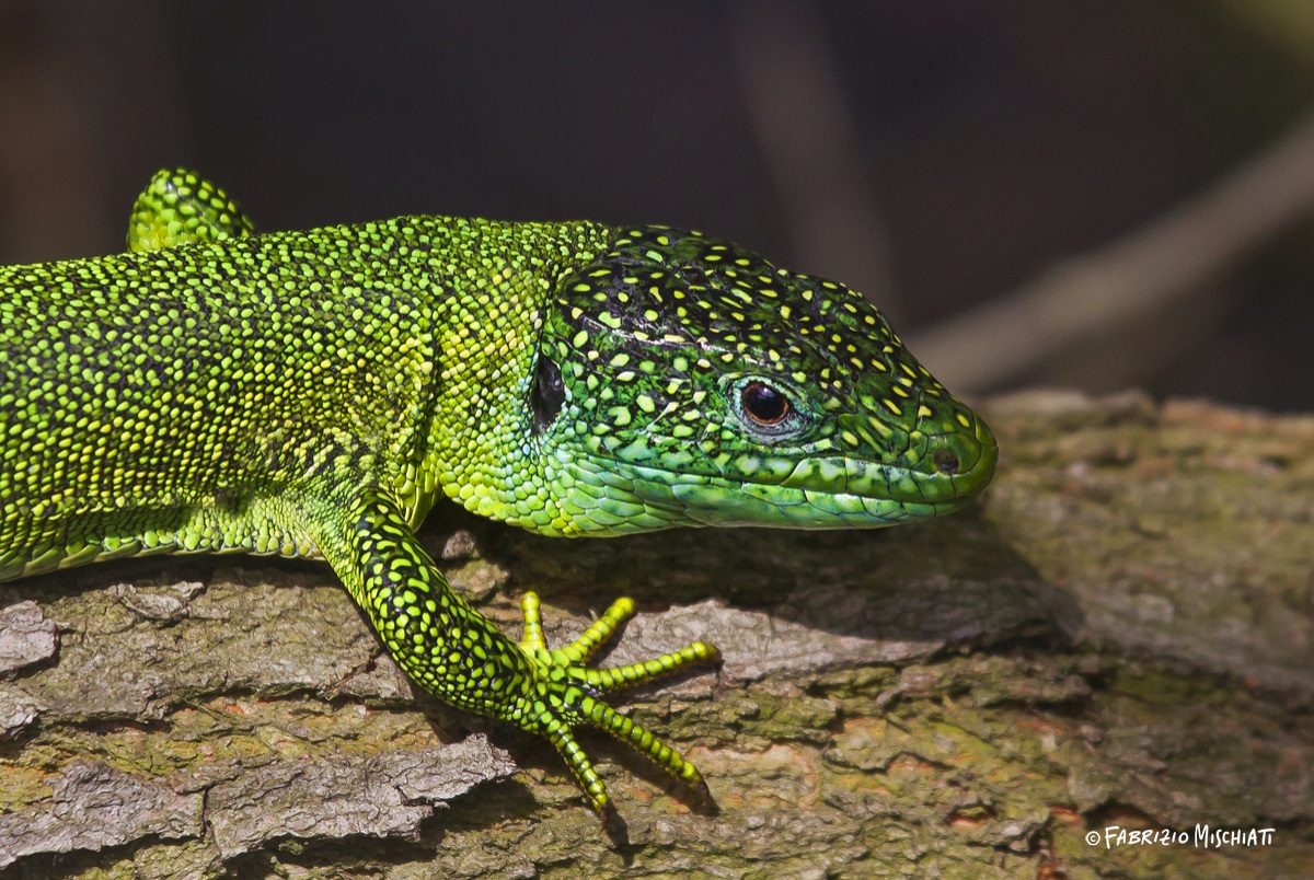 Green lizard