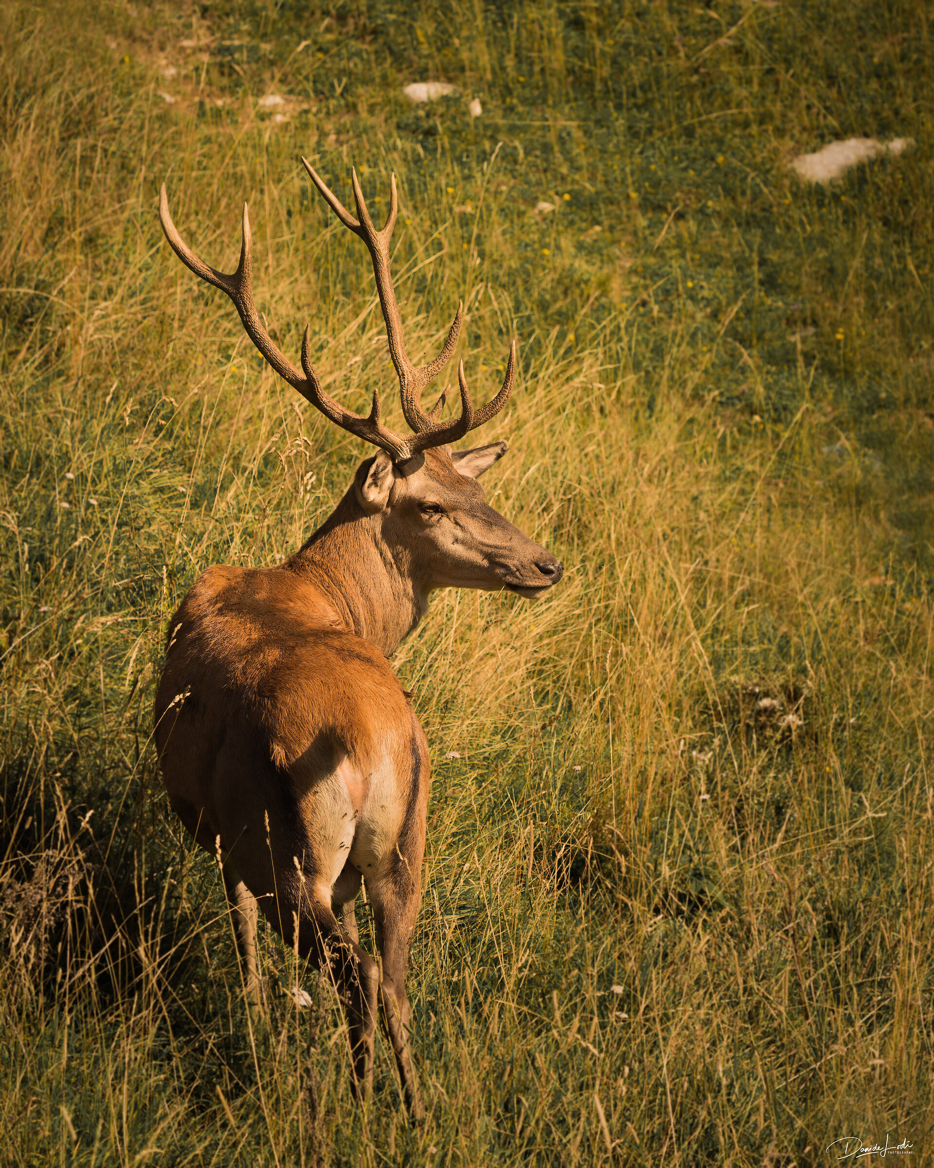 The King of the Forest