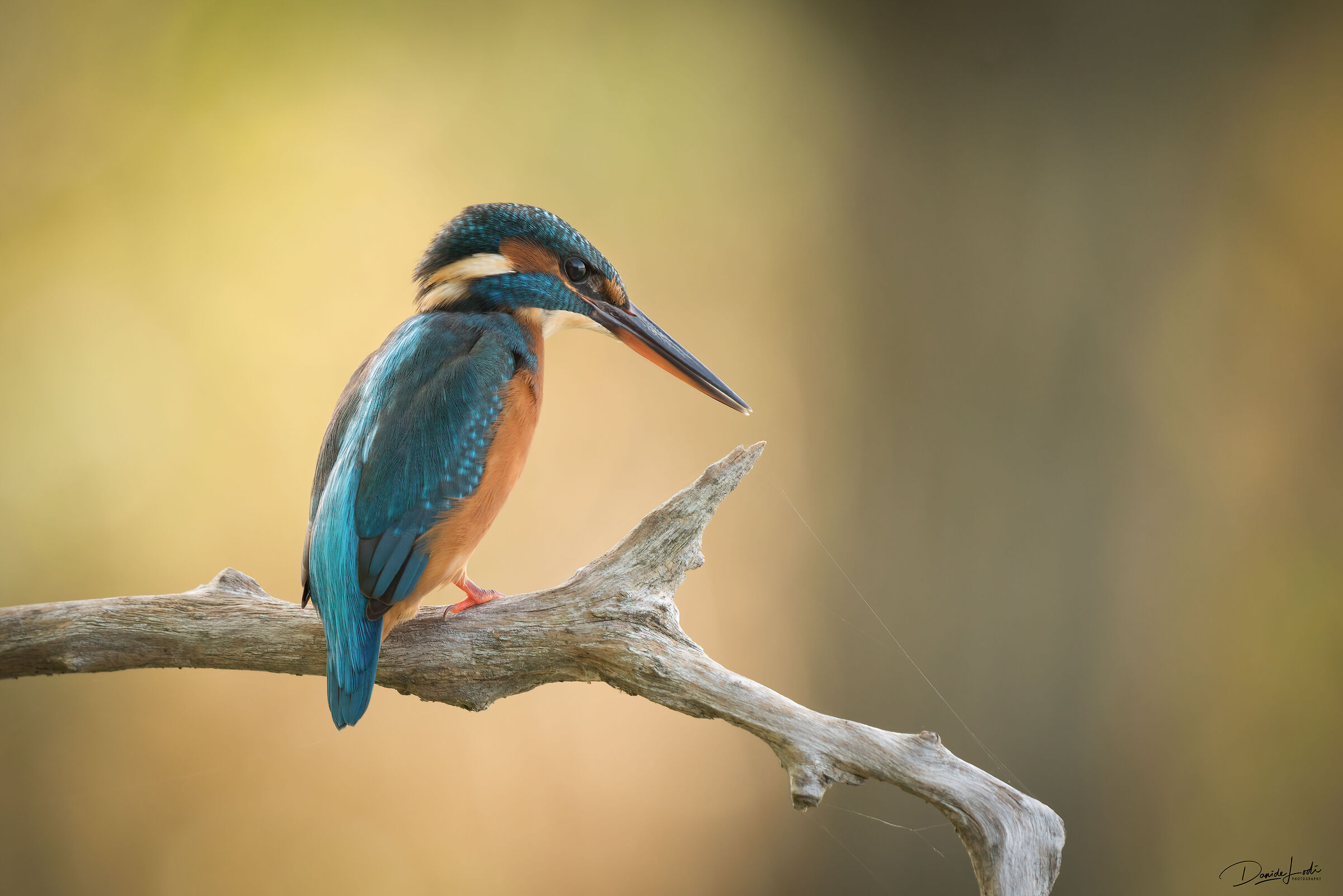 Kingfisher