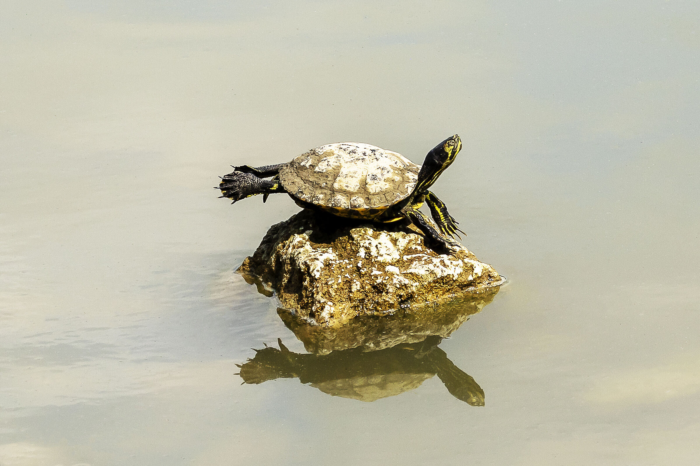 Equilibrist...