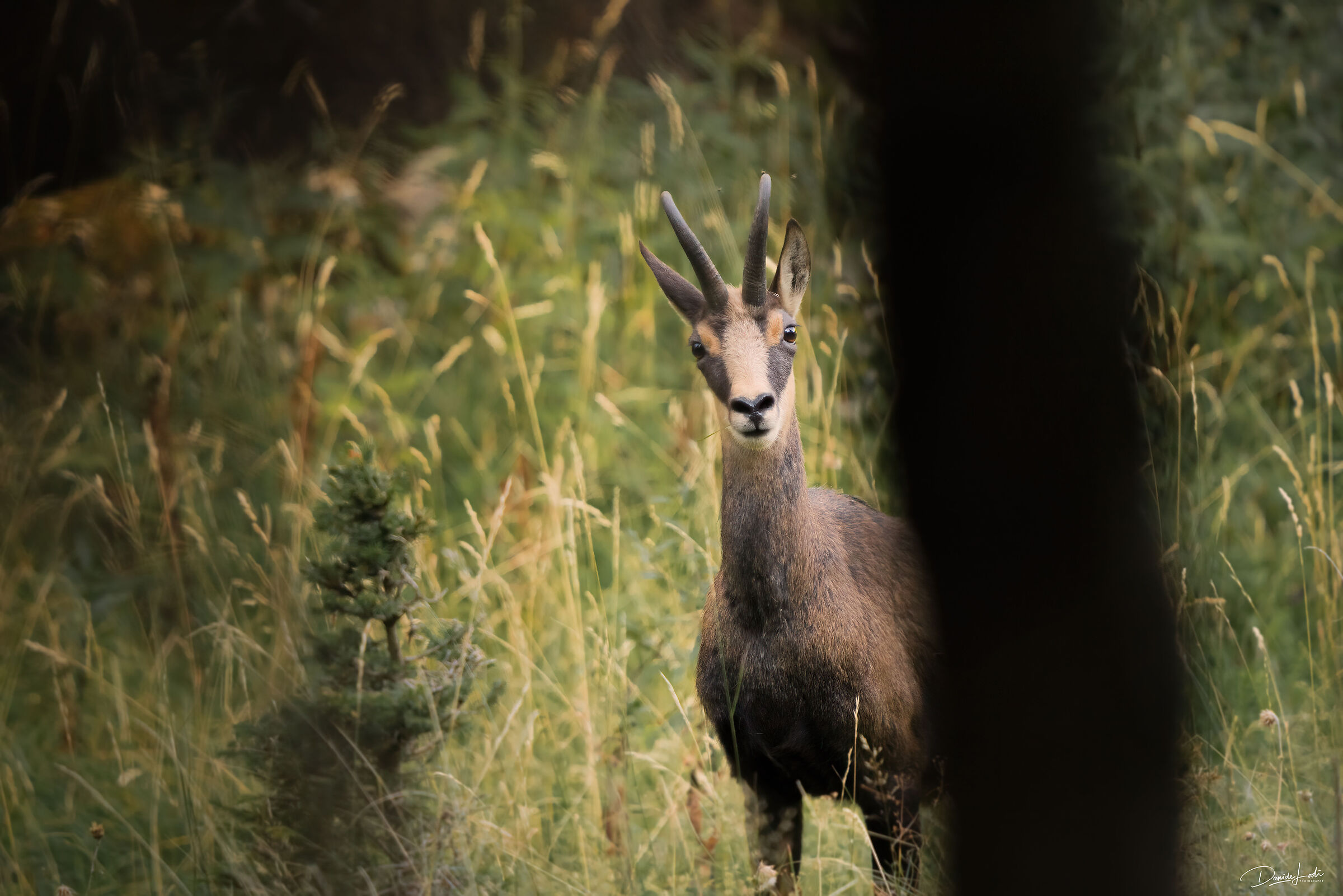 Chamois