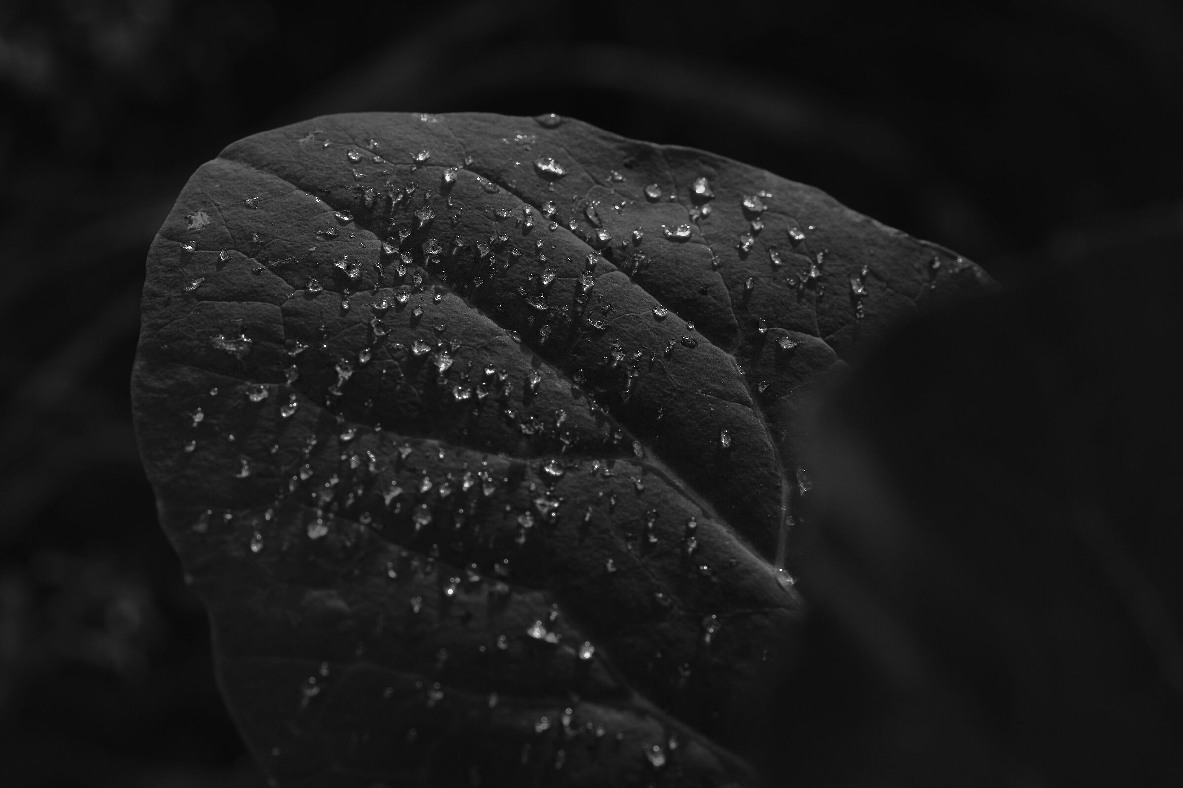 Leaf