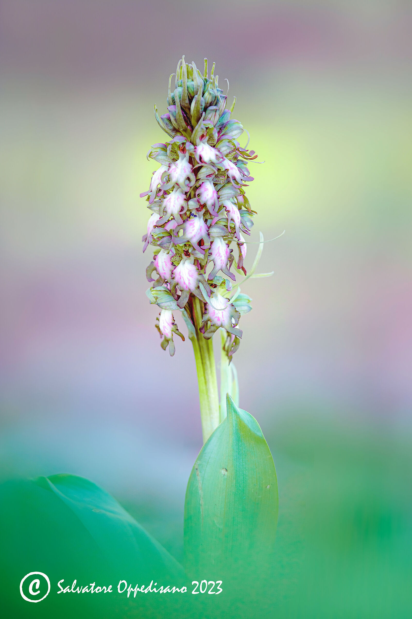 Himantoglossum robertianum