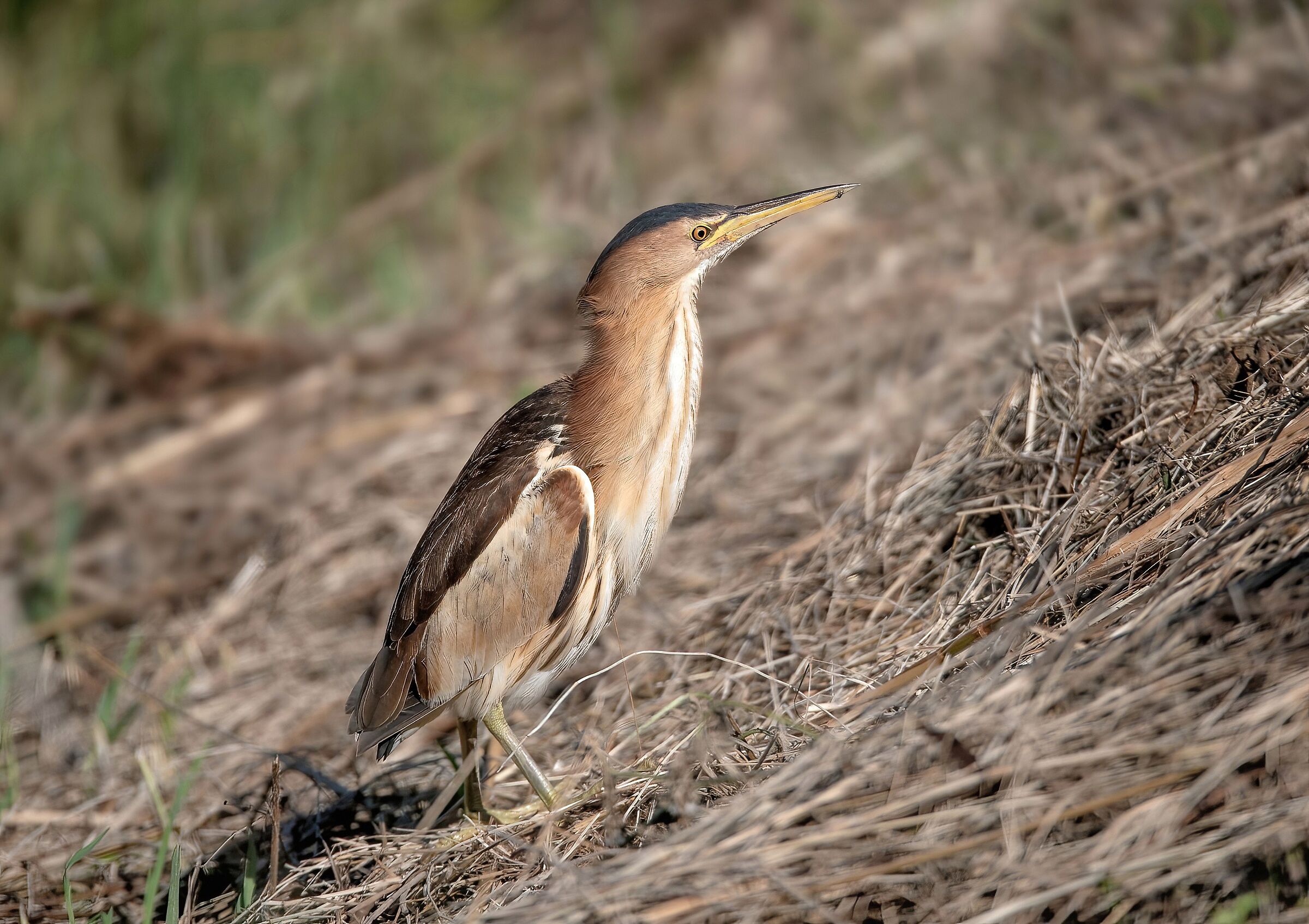 Tarabusino (Ixobrychus minutus)