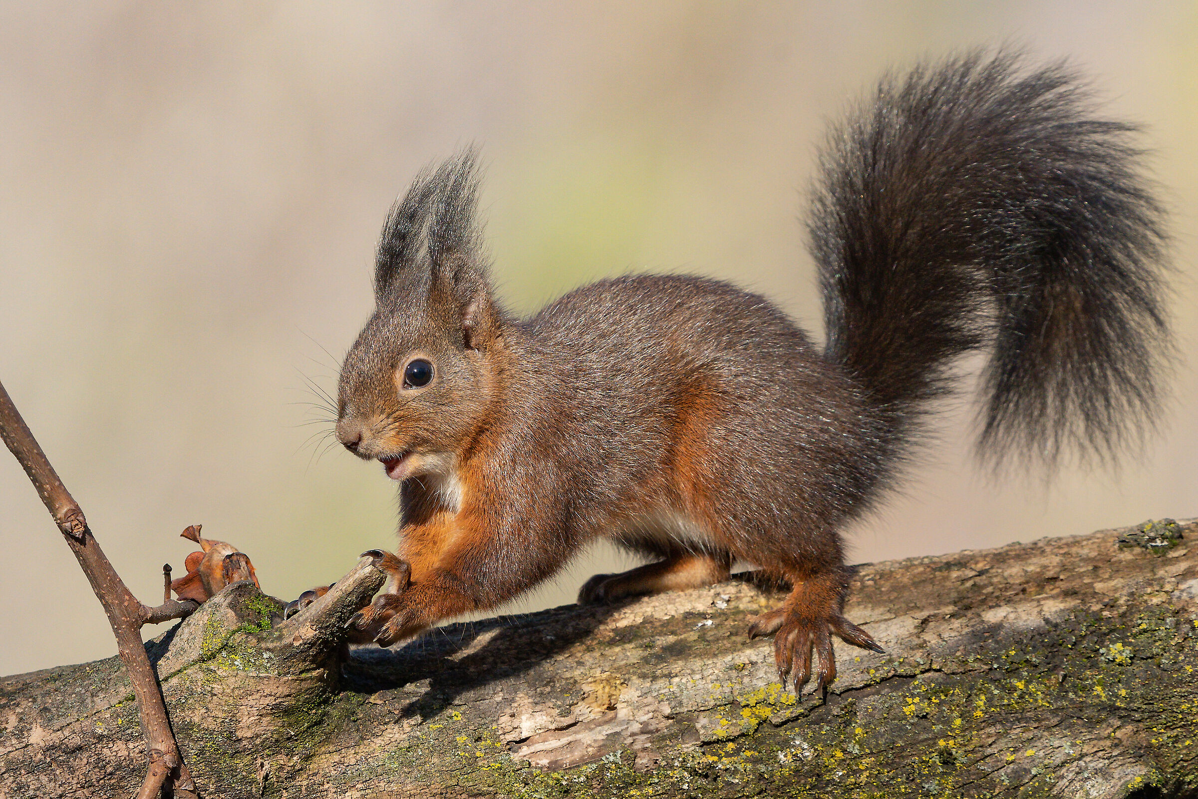 Oasi San Daniele - Felice