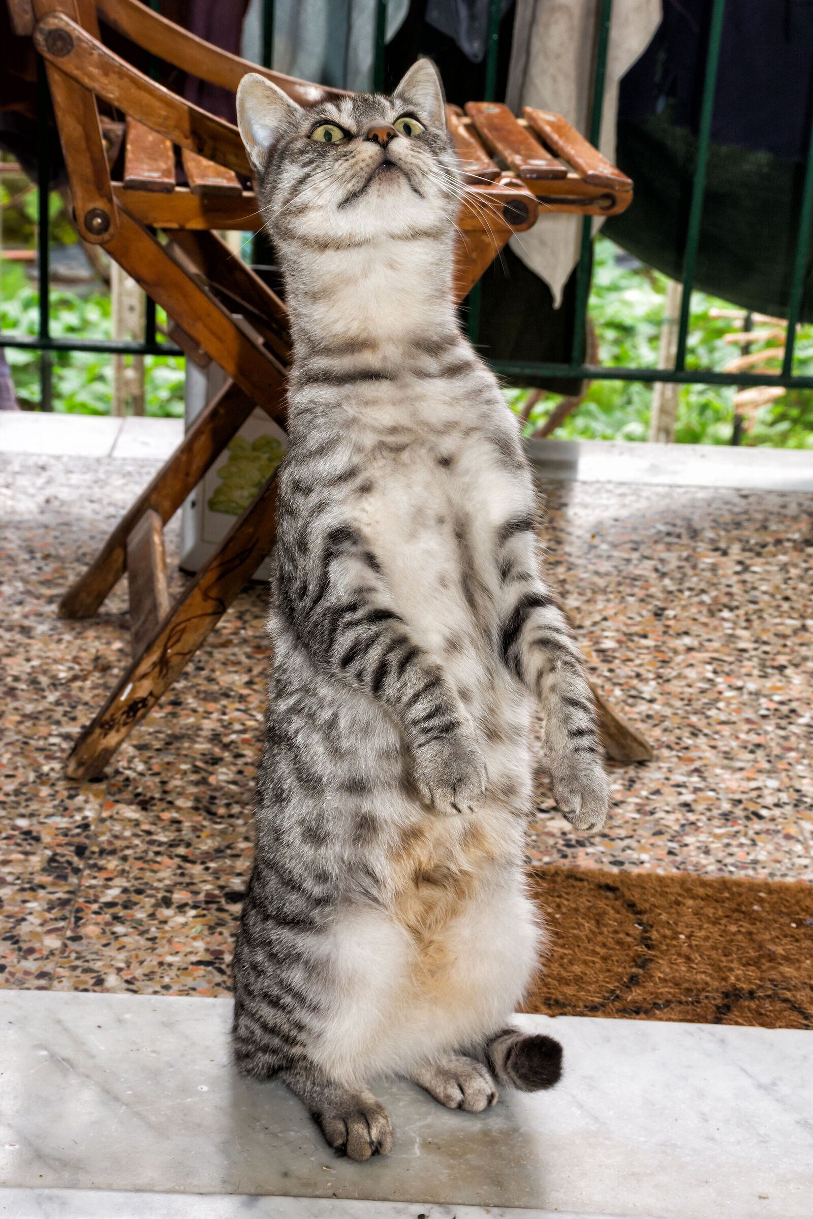 Circus cat