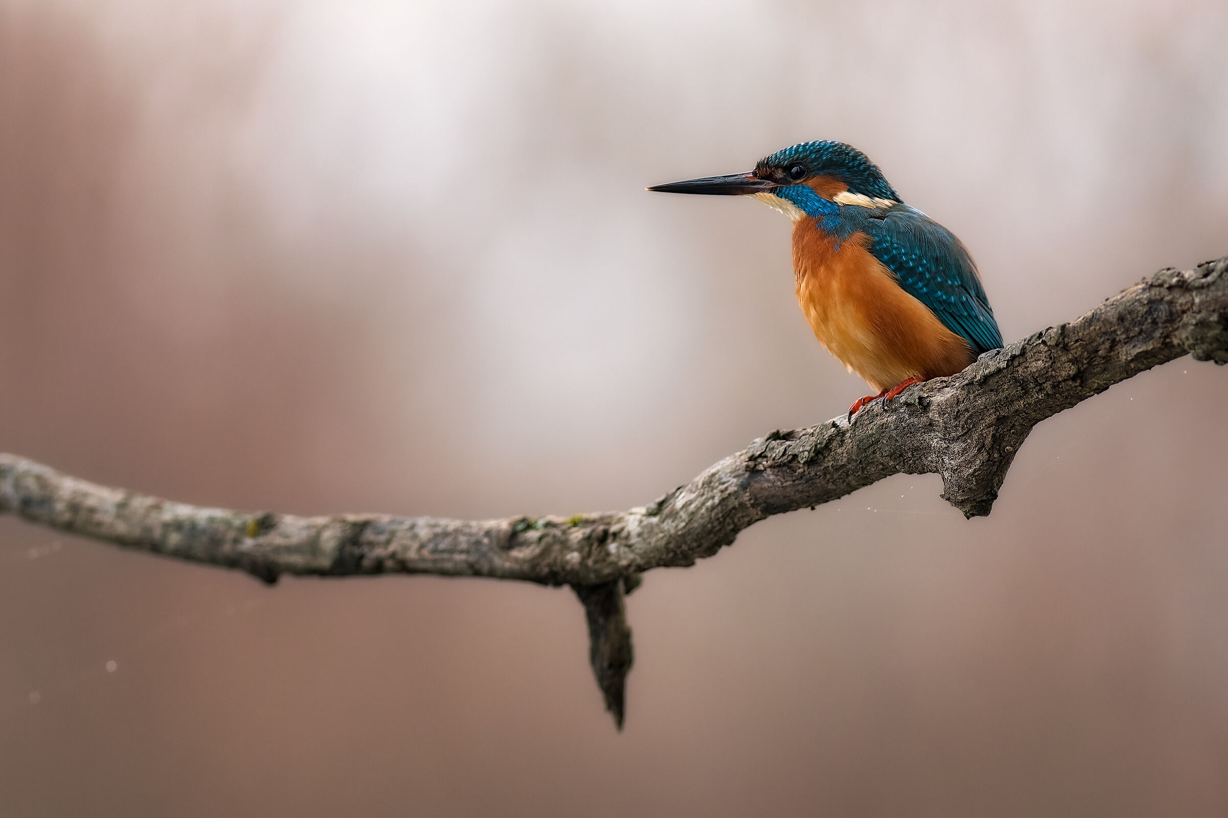 Martino_DSC0390-