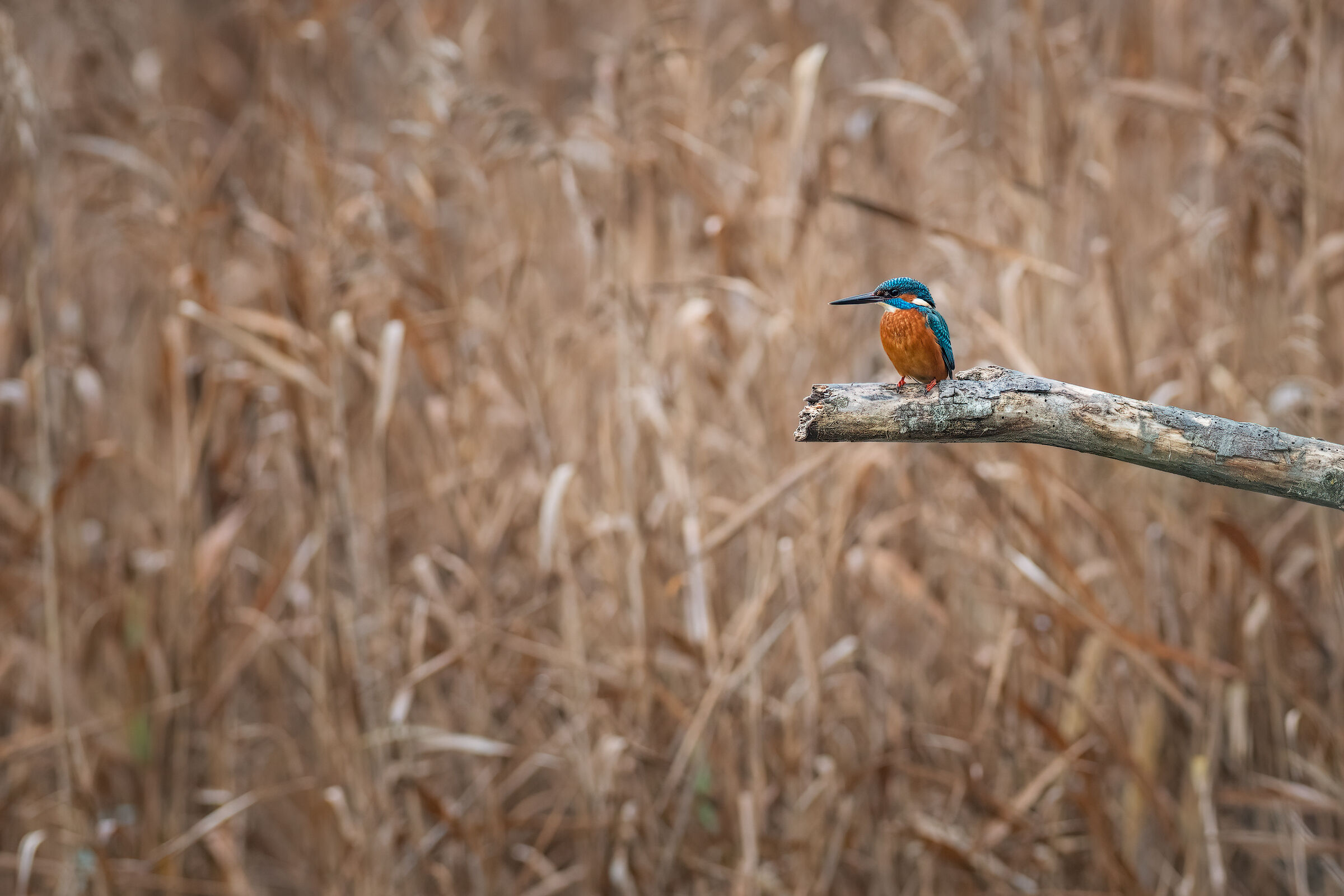 Martino_DSC0398