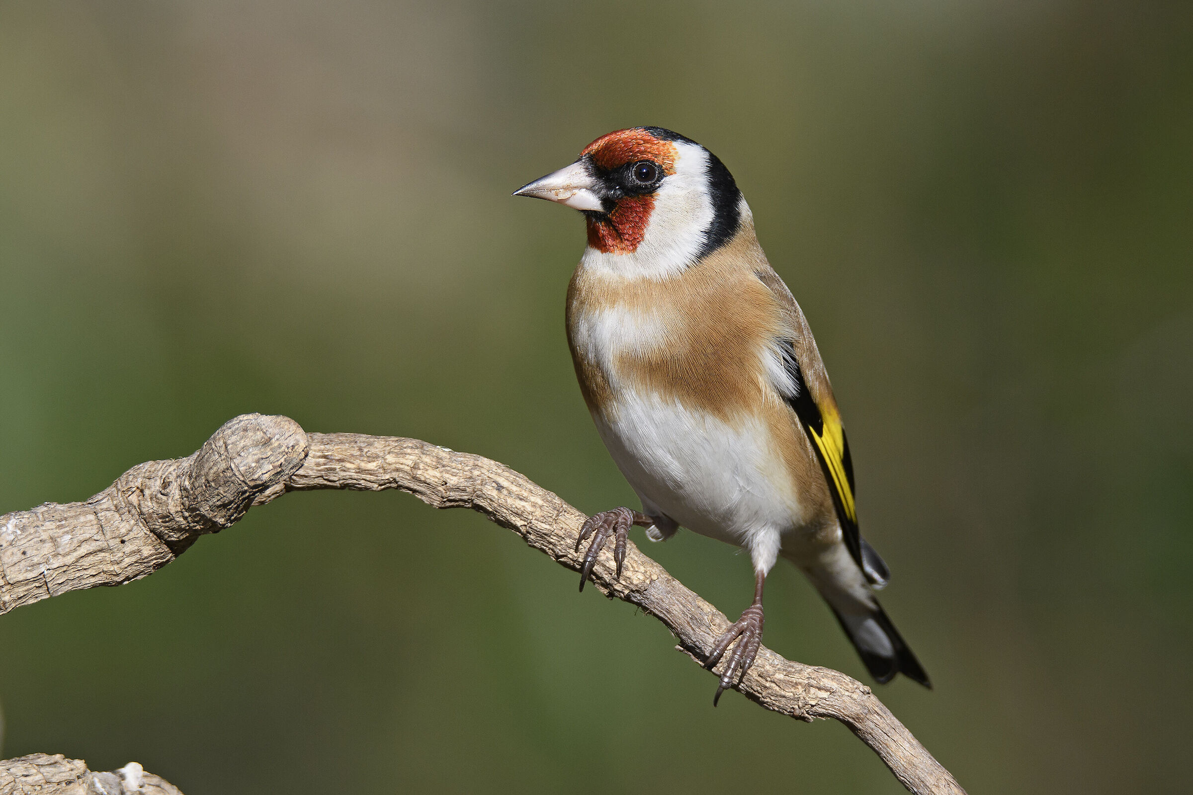 Goldfinch