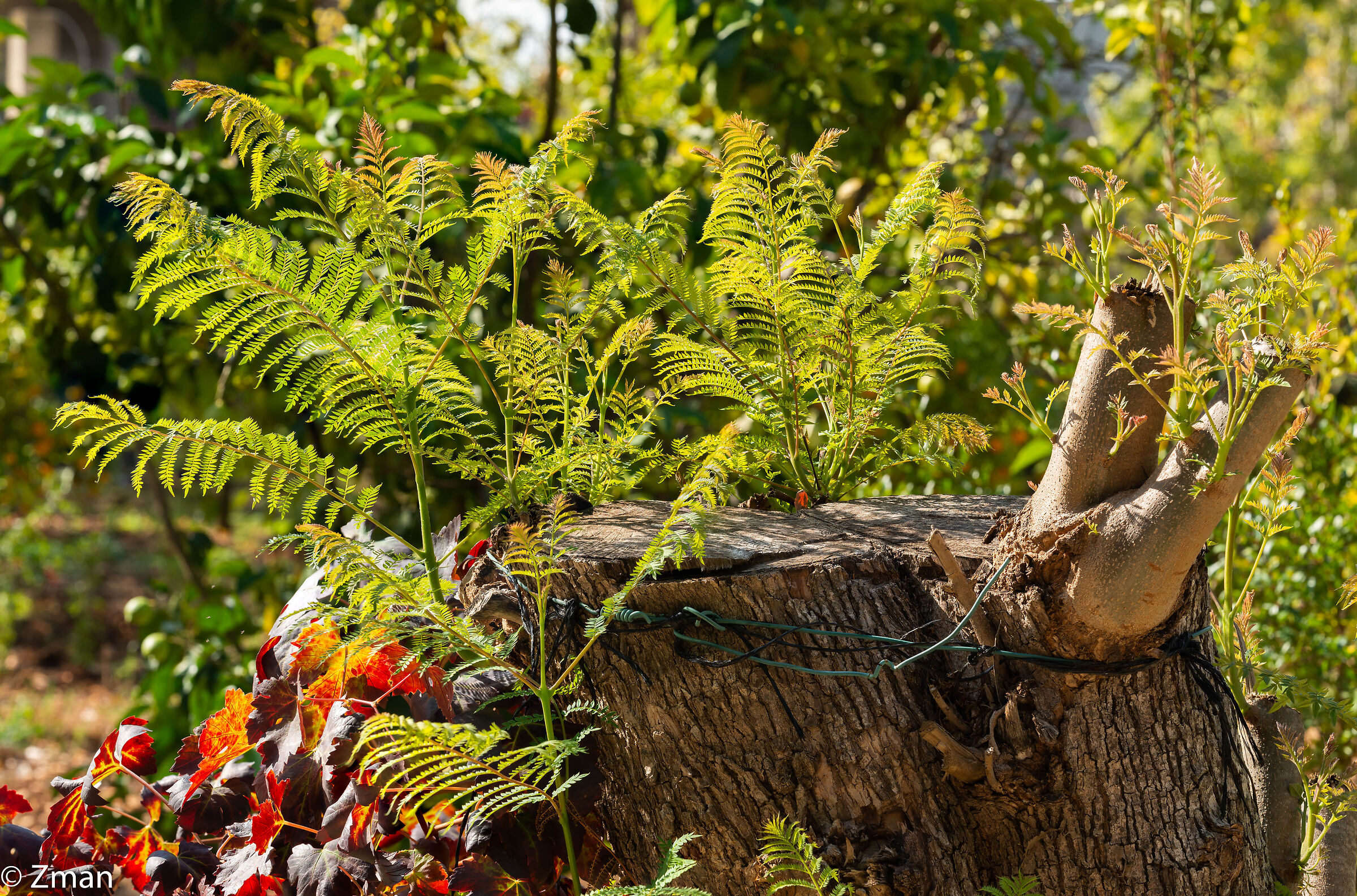 Ceppo d'albero Geocanda