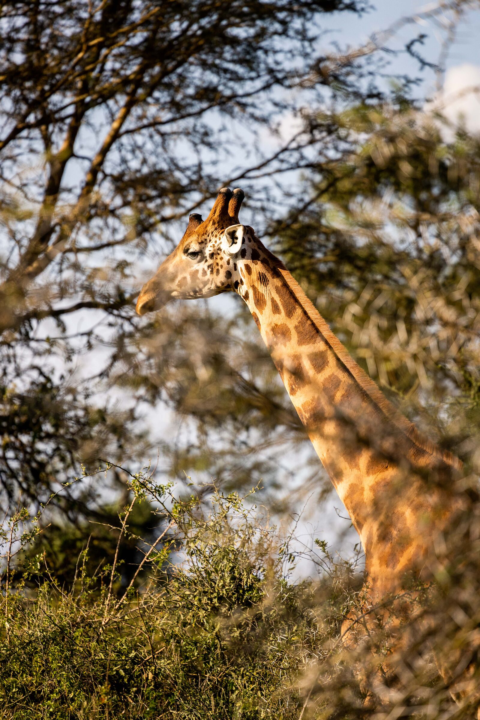 Portrait of a giraffe