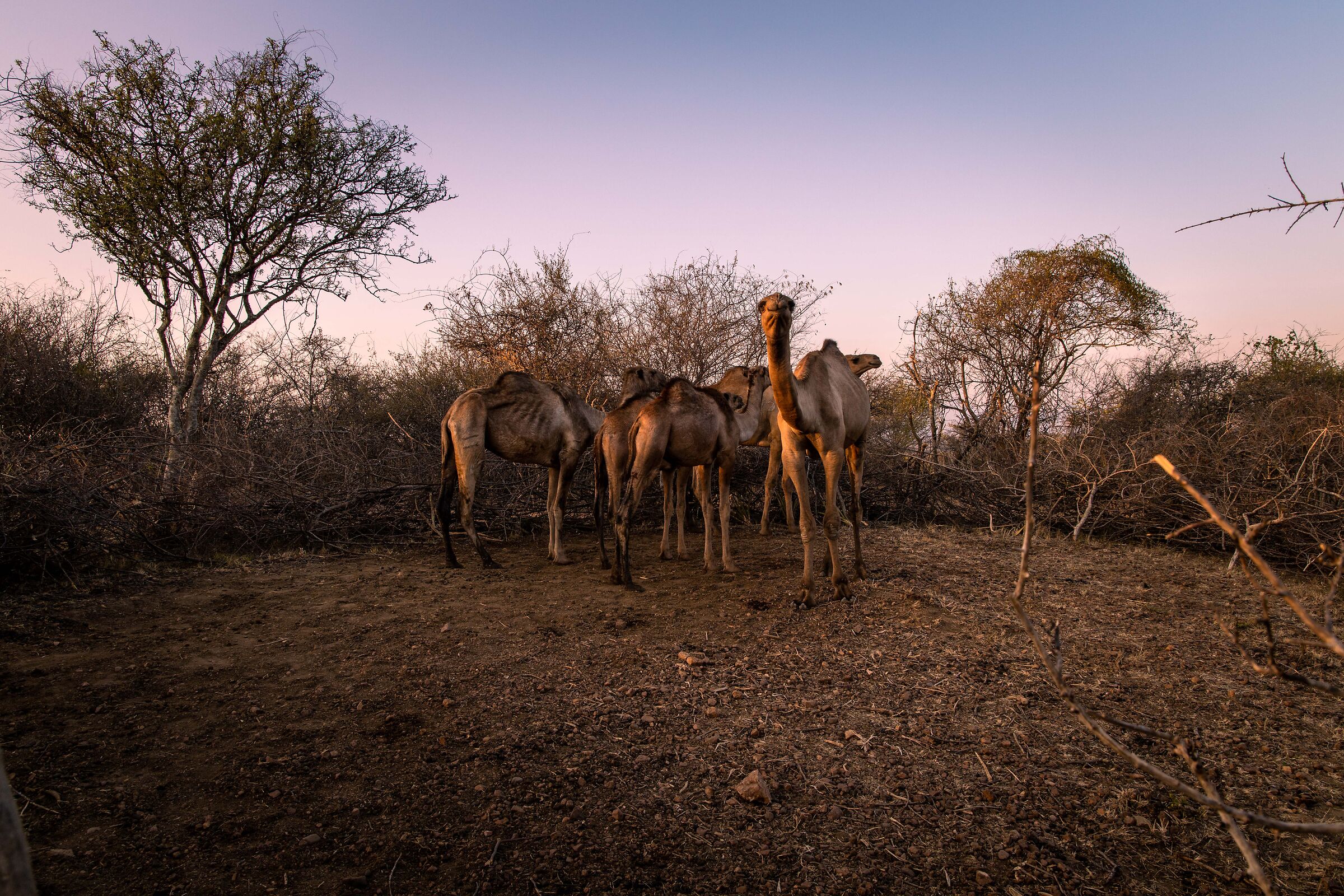 Kraal of dromedaries on the border with Kenya