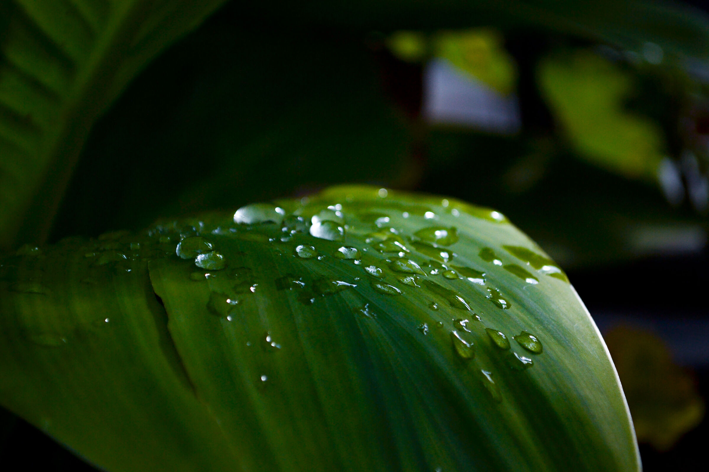 Leaf with drops