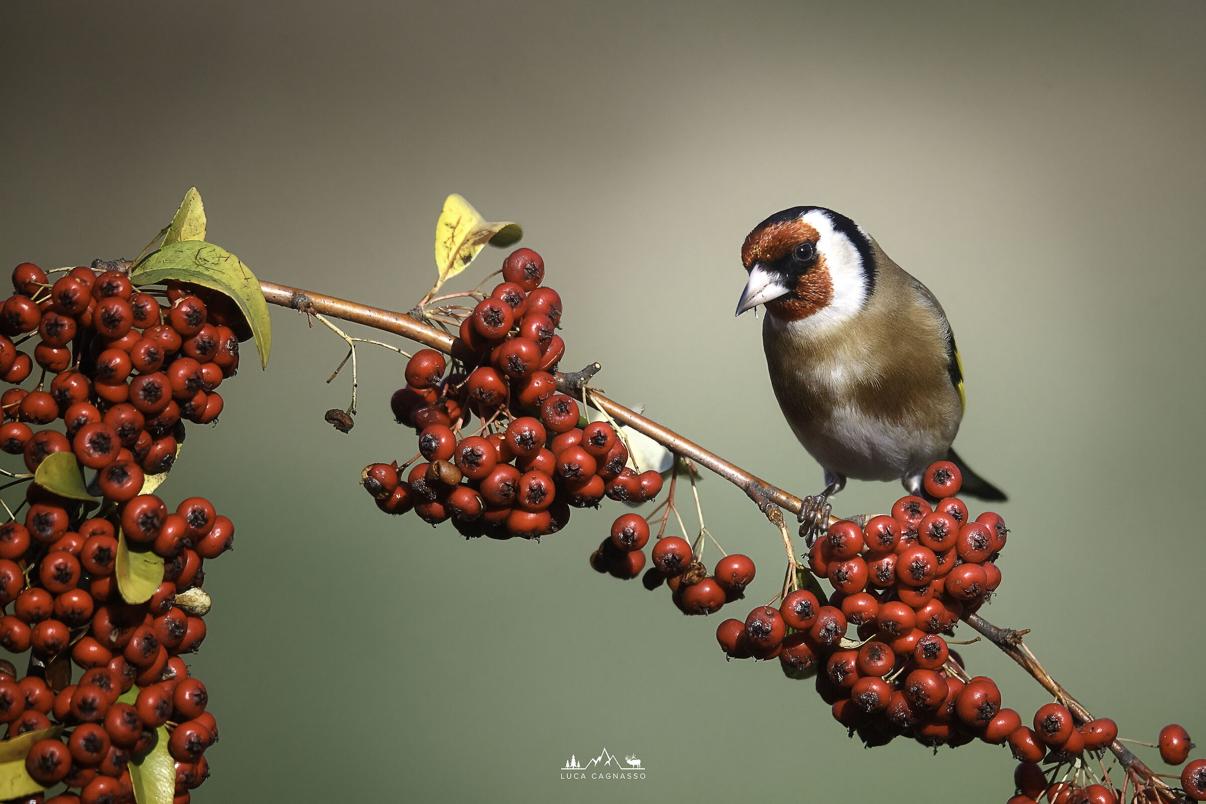 Goldfinch 01