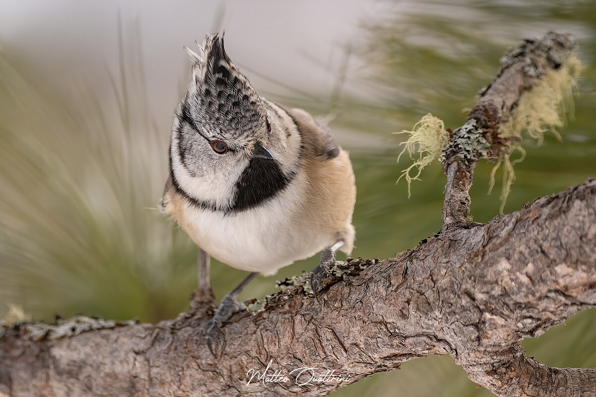 Tufted