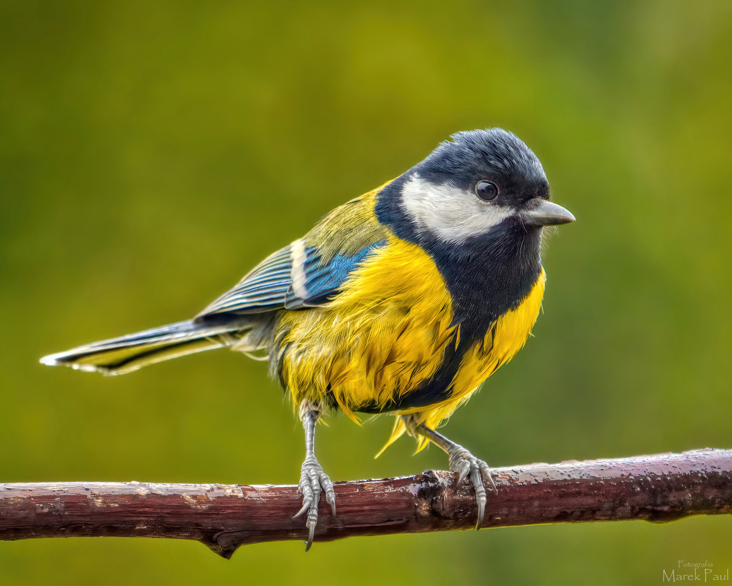 Cinciallegra bagnata