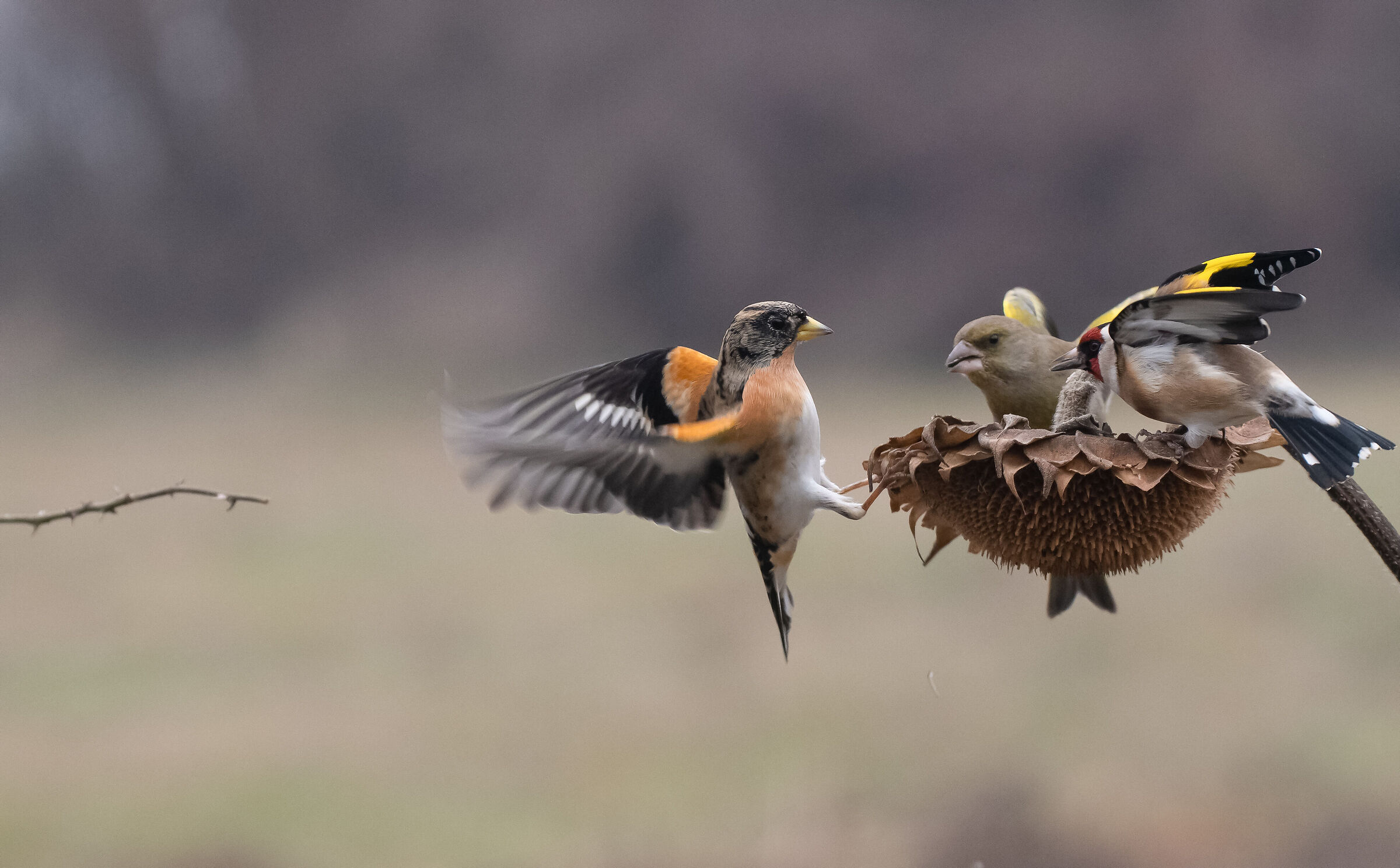 peppola, greenfinch and goldfinch