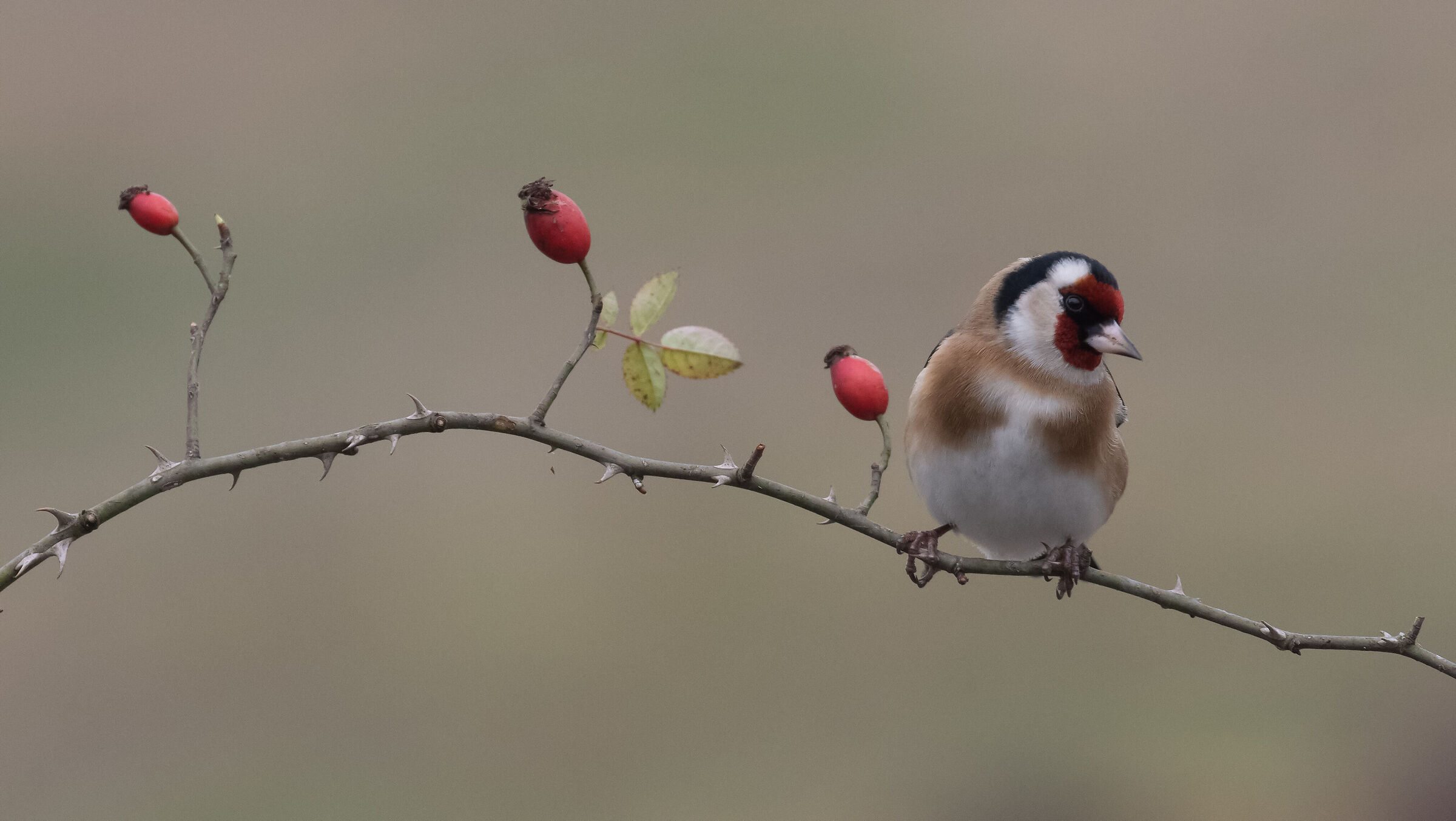 goldfinch