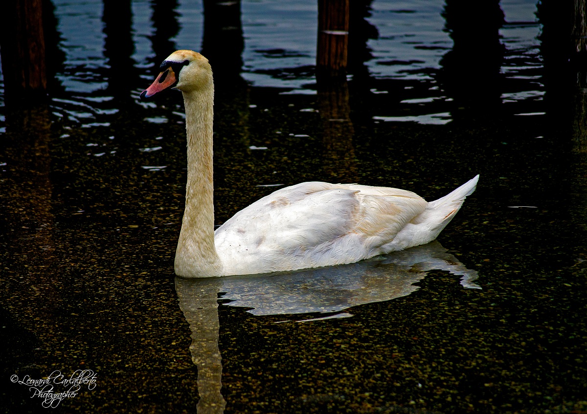Swan