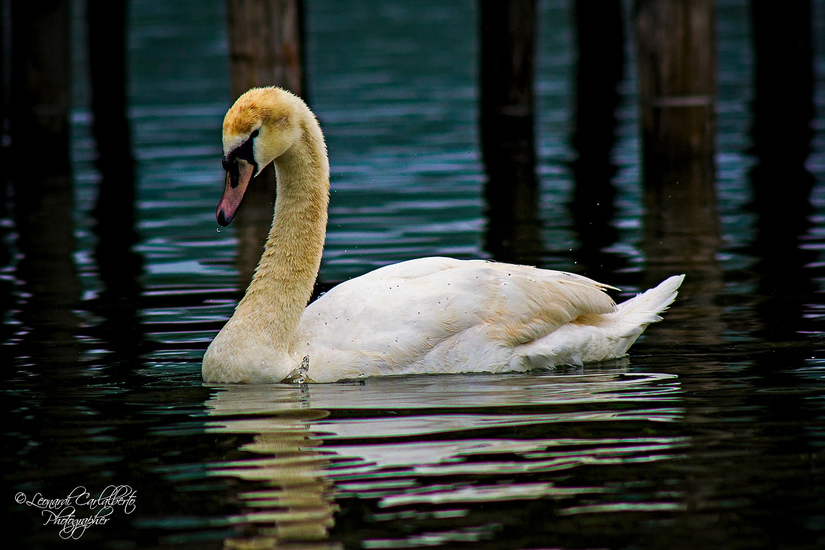 Swan