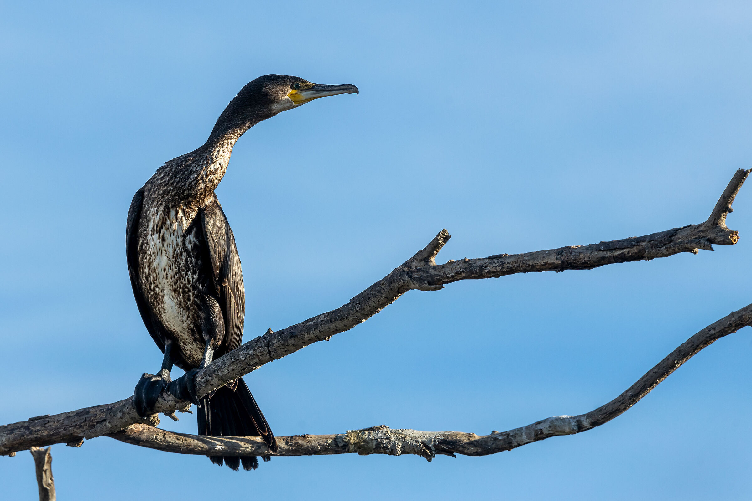 Cormorant