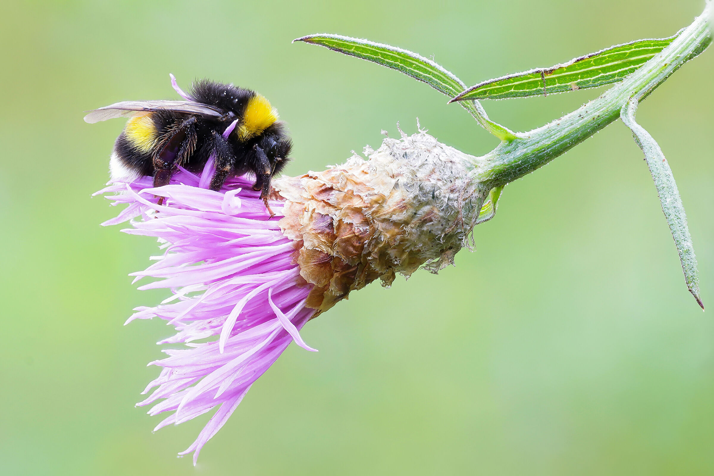 Bombus sp. z o.o. Gr. terrestris