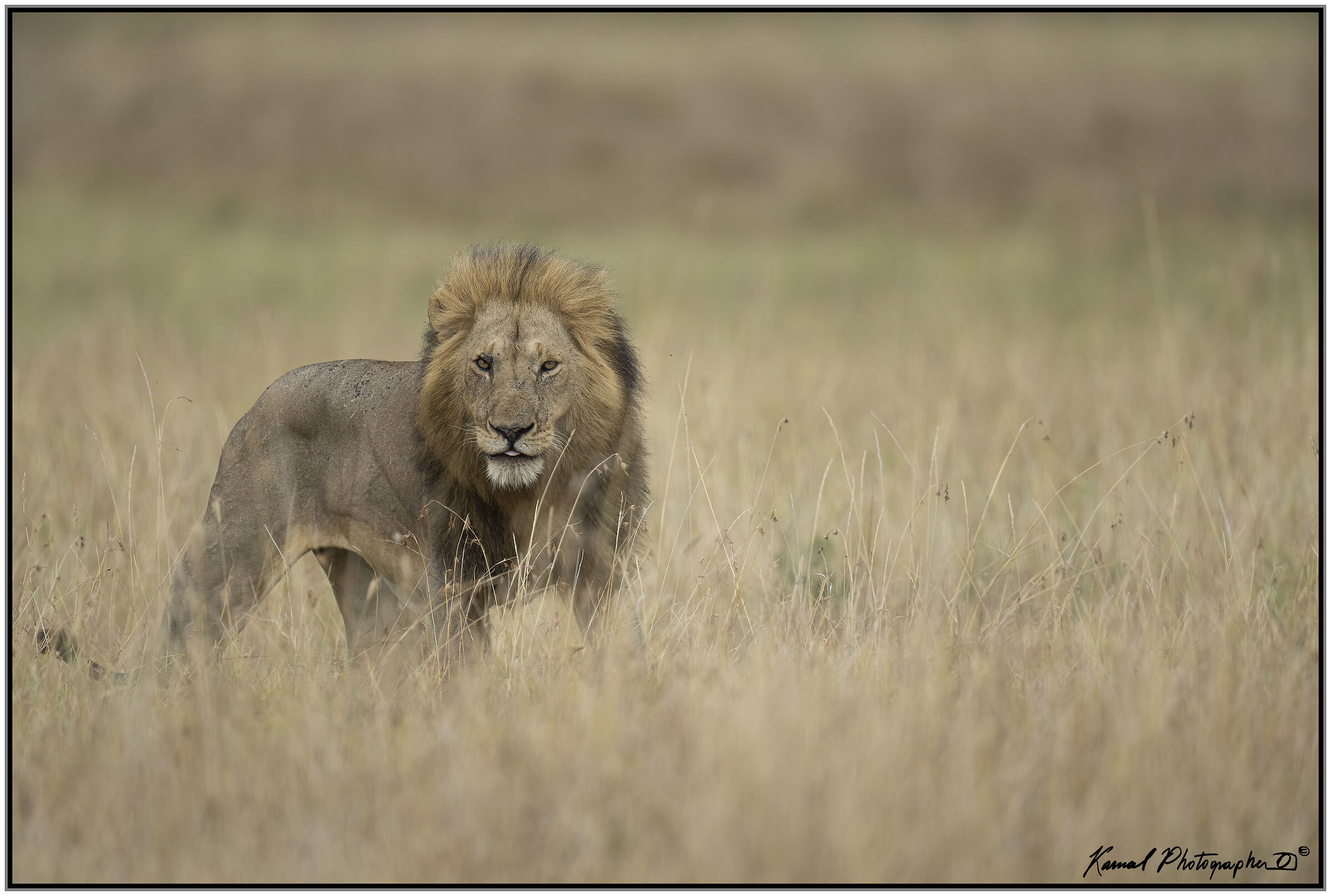 Panthera leo