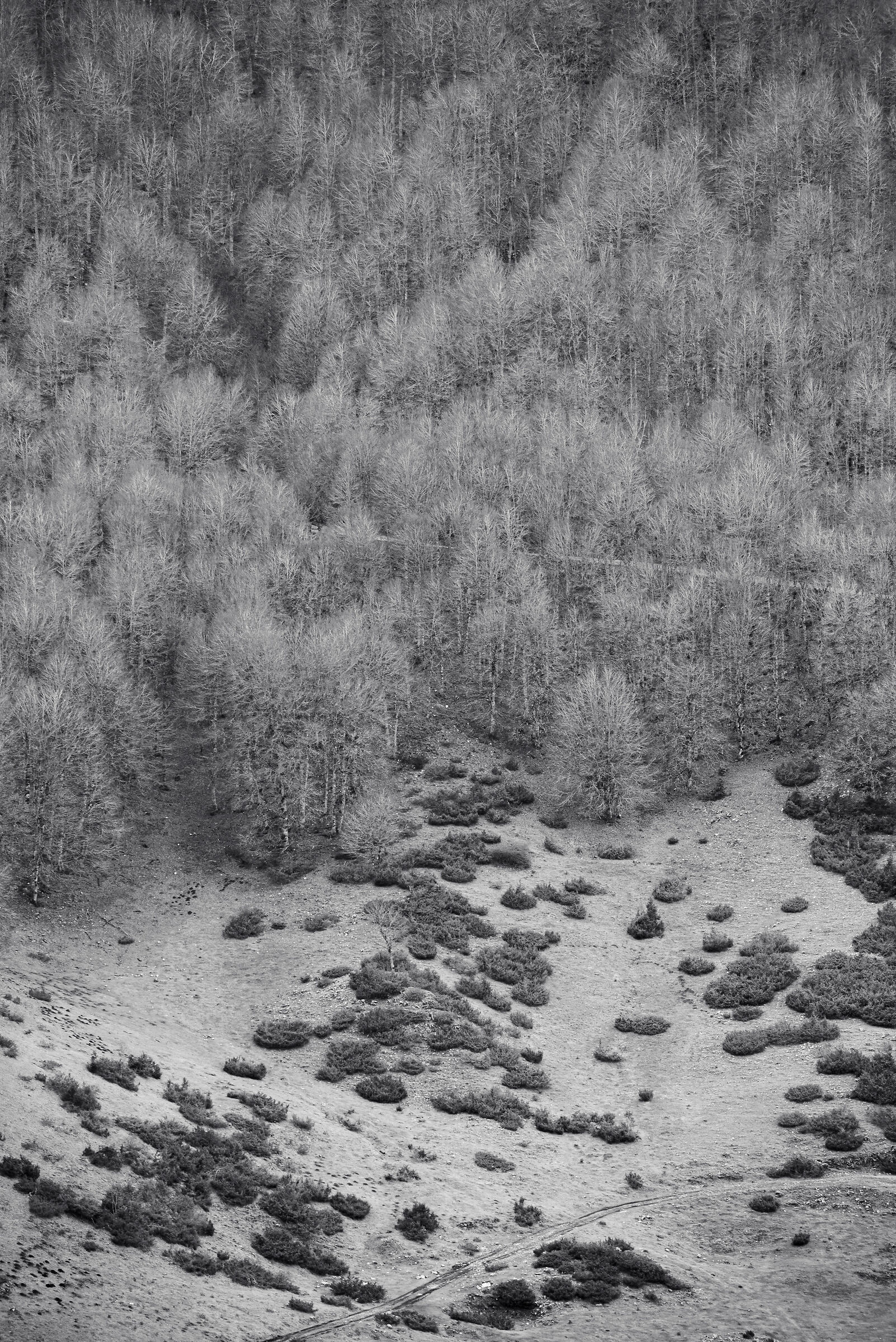 Beech forest of Camporotondo, Abruzzo