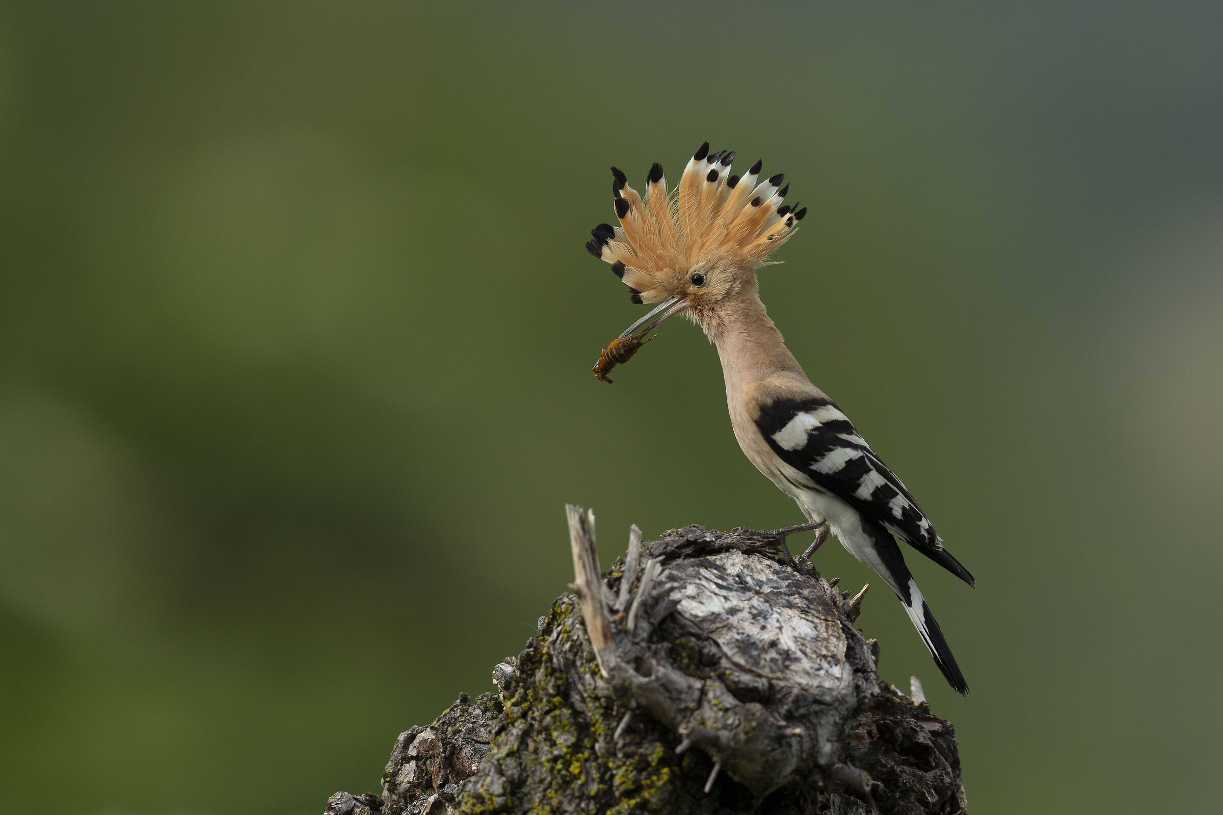 Hoopoe at the nest